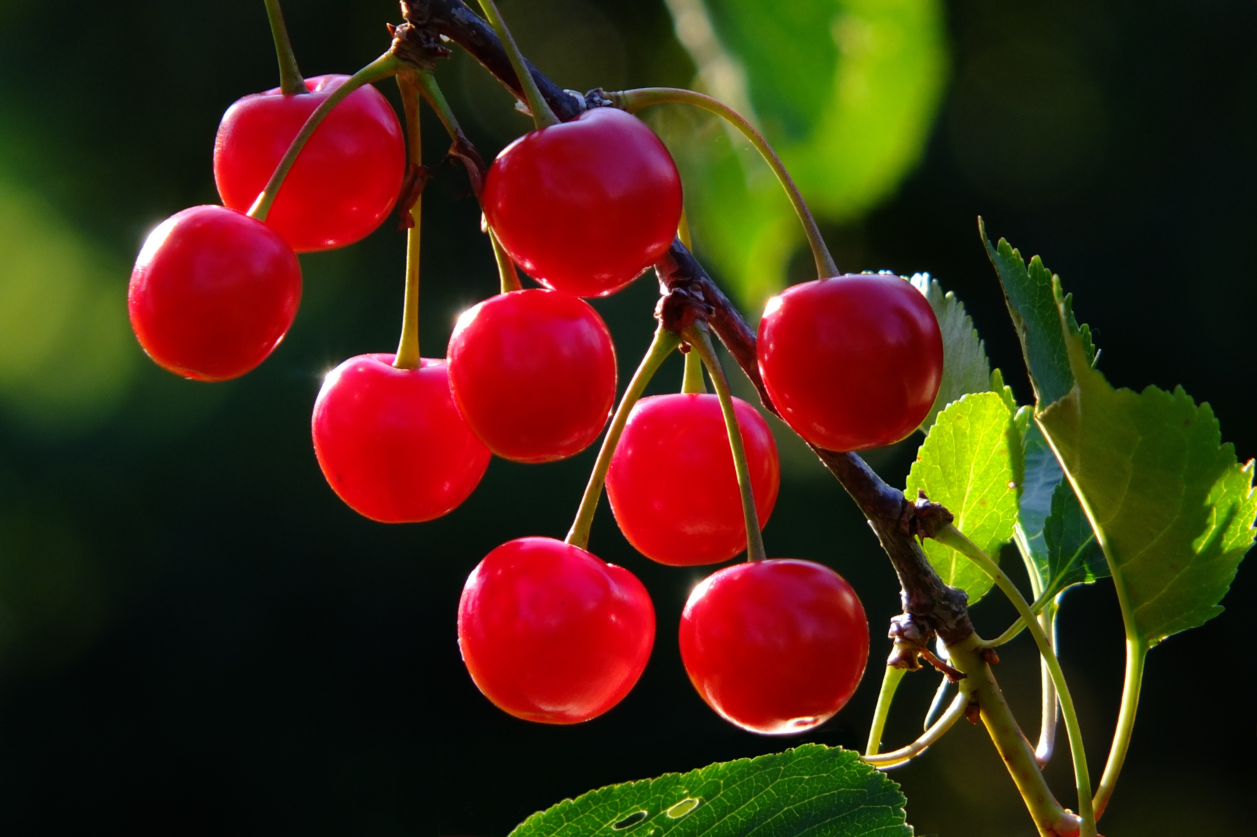 fruit, growth, frisch, photography, red, plant, healthy eating, garden, healthy, close-up, aesthetics, eat, day, bless you, fruity, 4K, food and drink, HD Wallpaper