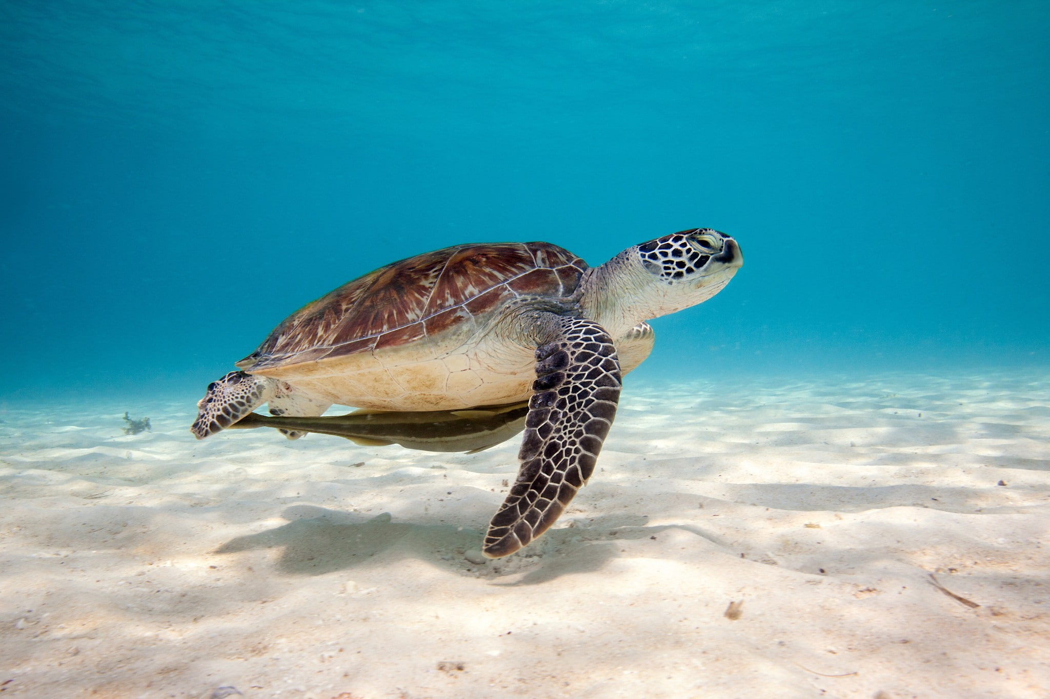 Sea Turtle  HD, turtle, sea, 1080P, HD Wallpaper