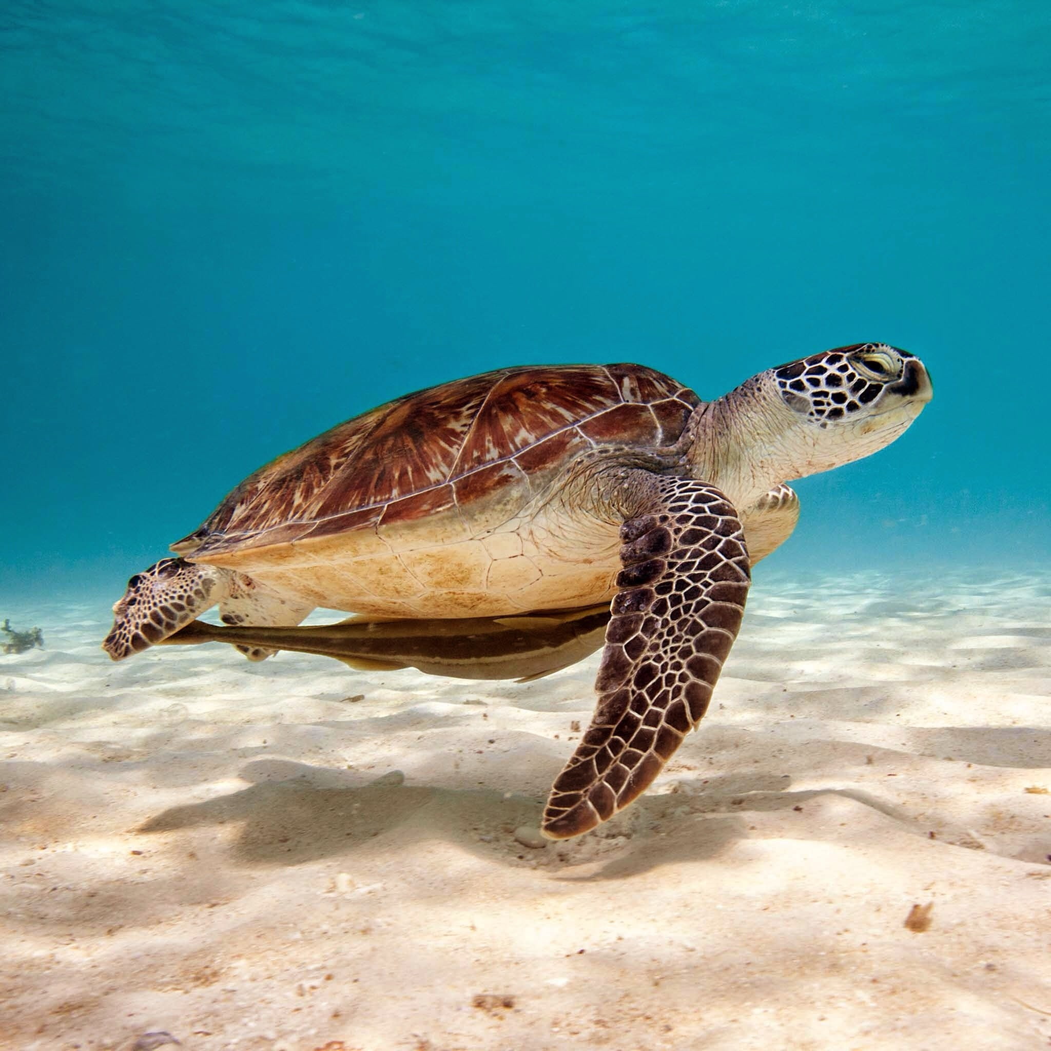 animals, sea, turtle, sand, 1080P, Phone HD Wallpaper