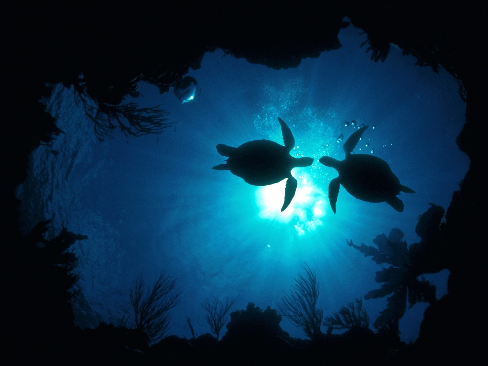 720P, sea life, animals, turtle, underwater, HD Wallpaper