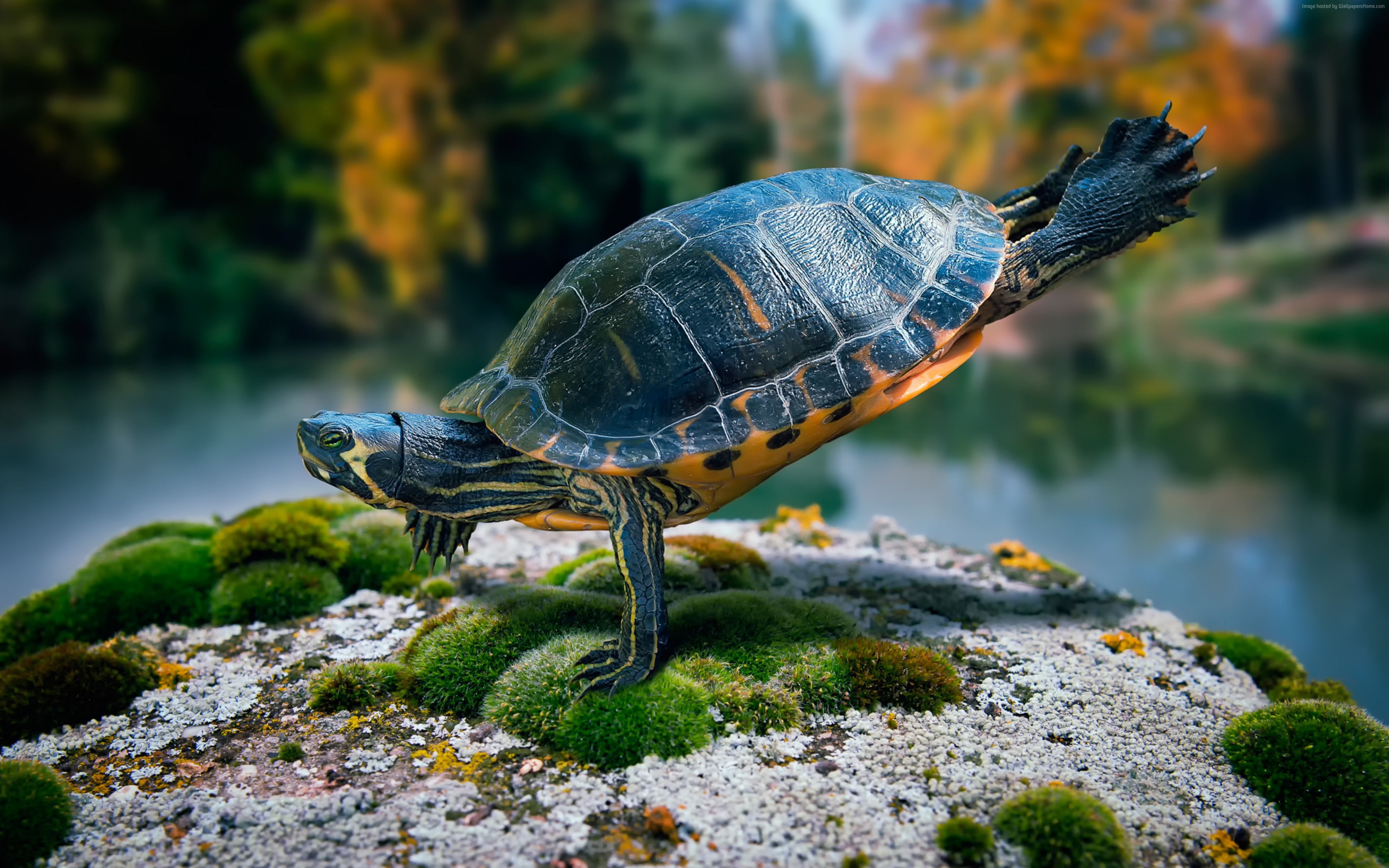 turtles, 4K, Thailand, Andaman Sea, nature, Swimming, sport, Turtle, Phuket, HD Wallpaper