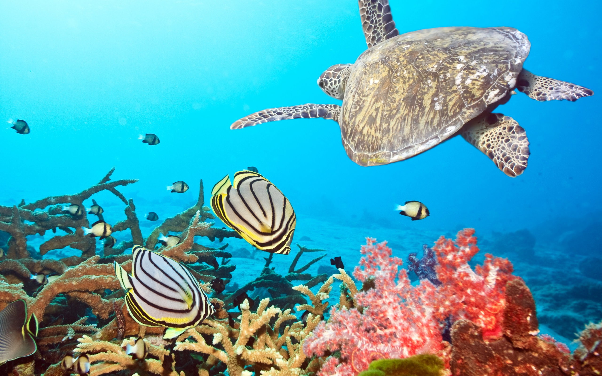 sea, animals, turtle, underwater, 2K, HD Wallpaper