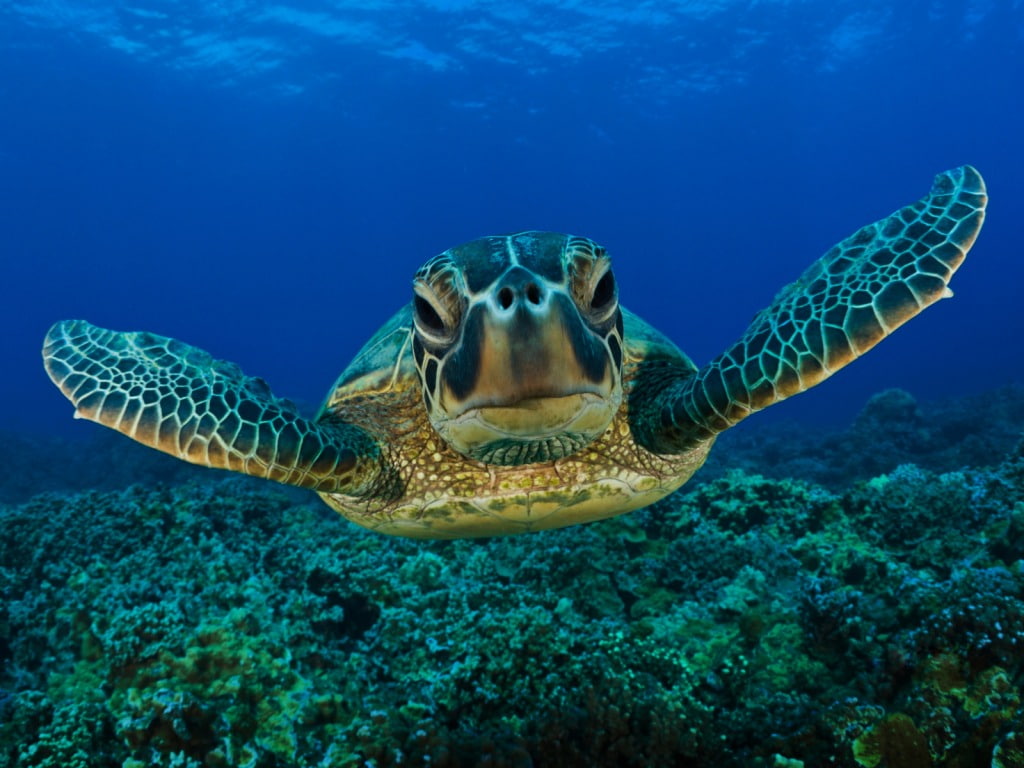 480P, turtle, sea, blue, sea turtle, green, animals, HD Wallpaper