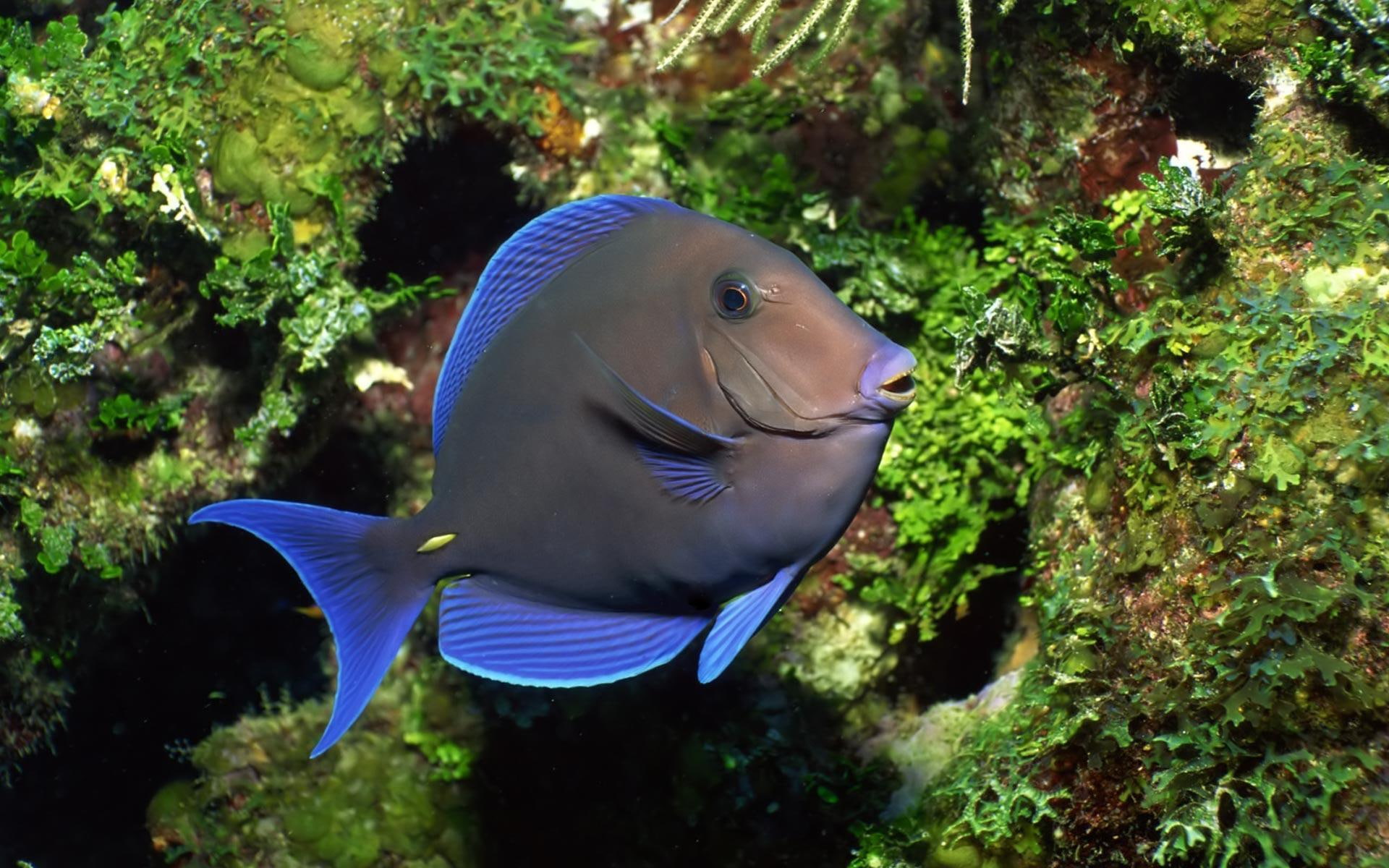 oceans, nature and landscapes, tropical, underwater, nature, fish, 1080P, HD Wallpaper
