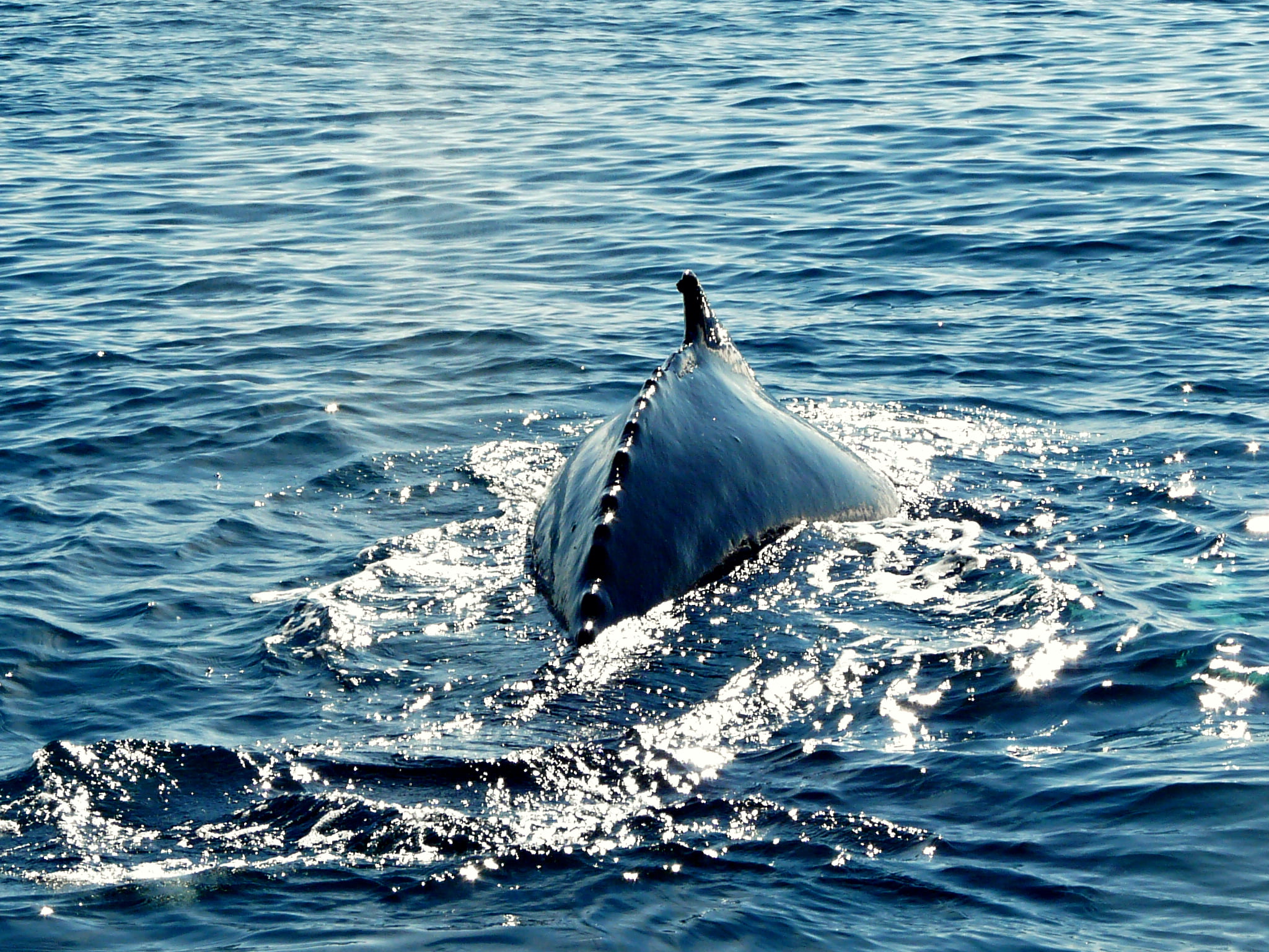 dolphin, blue fish, whale, wildlife, mammal, Húsavík, blue, fish in the water, fish, 1080P, iceland, humpback, animal, ocean, Humpback whale, marine  life, HD Wallpaper