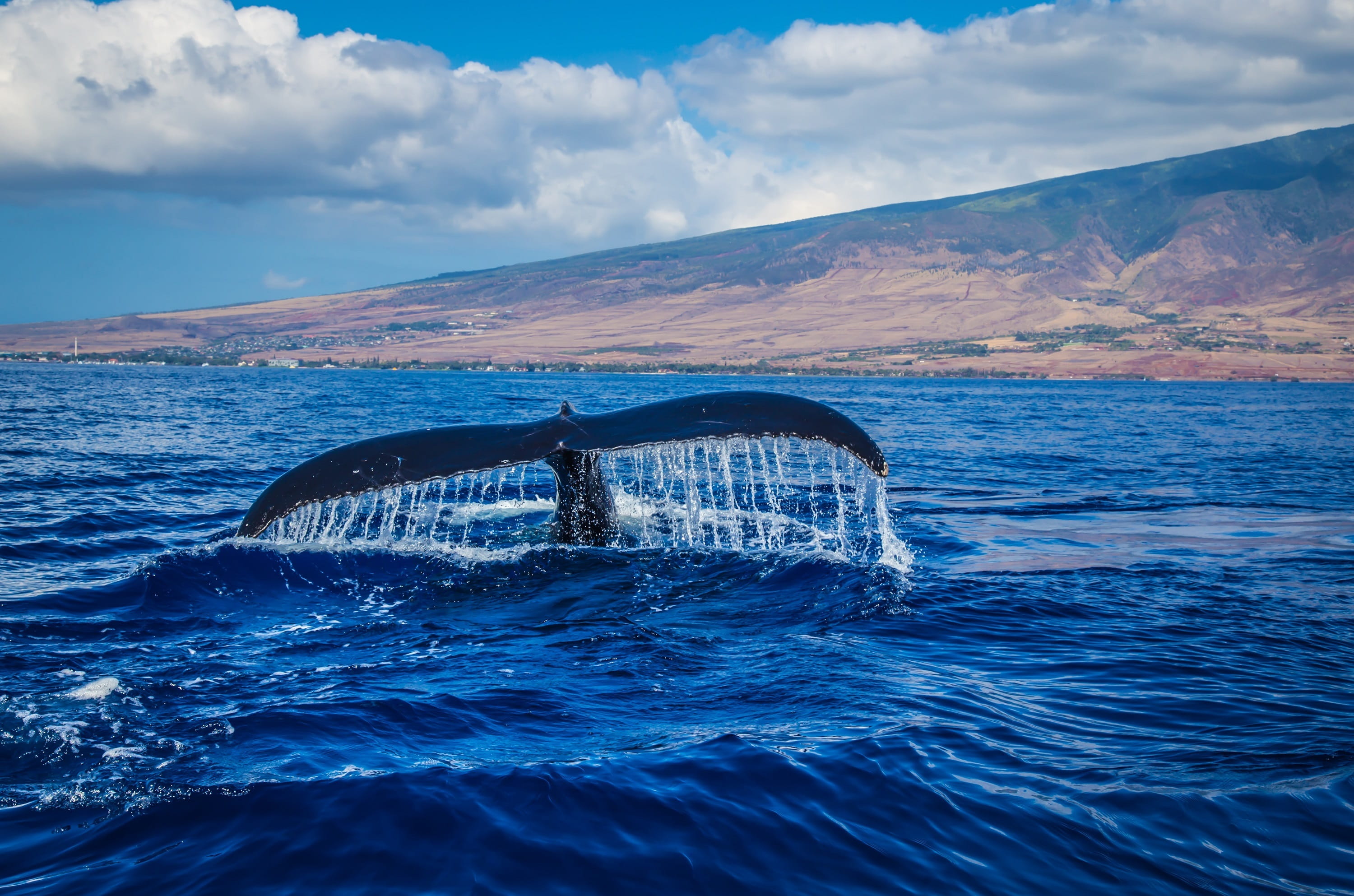 cloud - sky, water, tranquil scene, mammal, scenics - nature, tail, humpback whale, idyllic, no people, breaching, nature, wildlife, blue, sea, aquatic mammal, HD Wallpaper