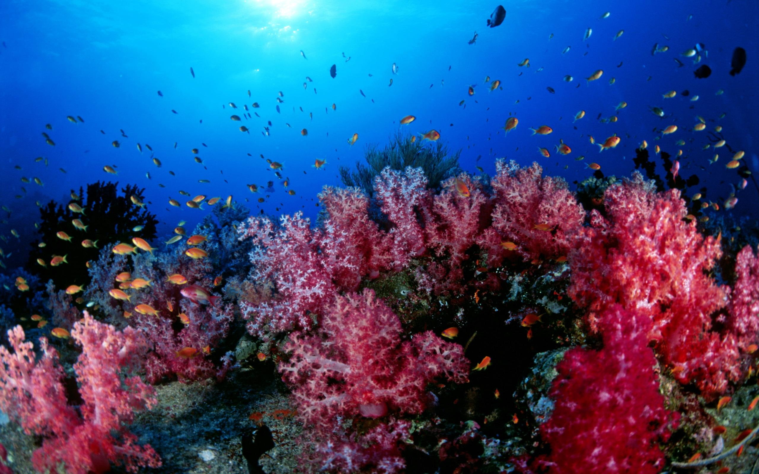 oceans, gorgeous, nature and landscapes, corals, 2K, ocean, fish, nature, underwater, sealife, HD Wallpaper
