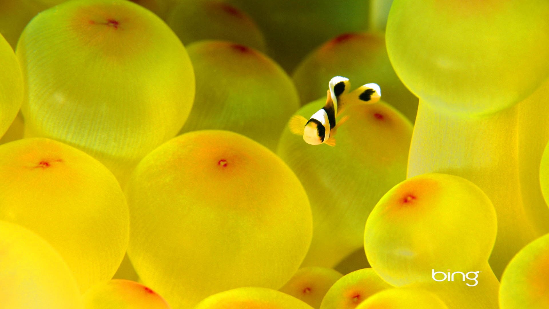 nature, sea, fish, fishes, sealife, 1080P, ocean, underwater, HD Wallpaper