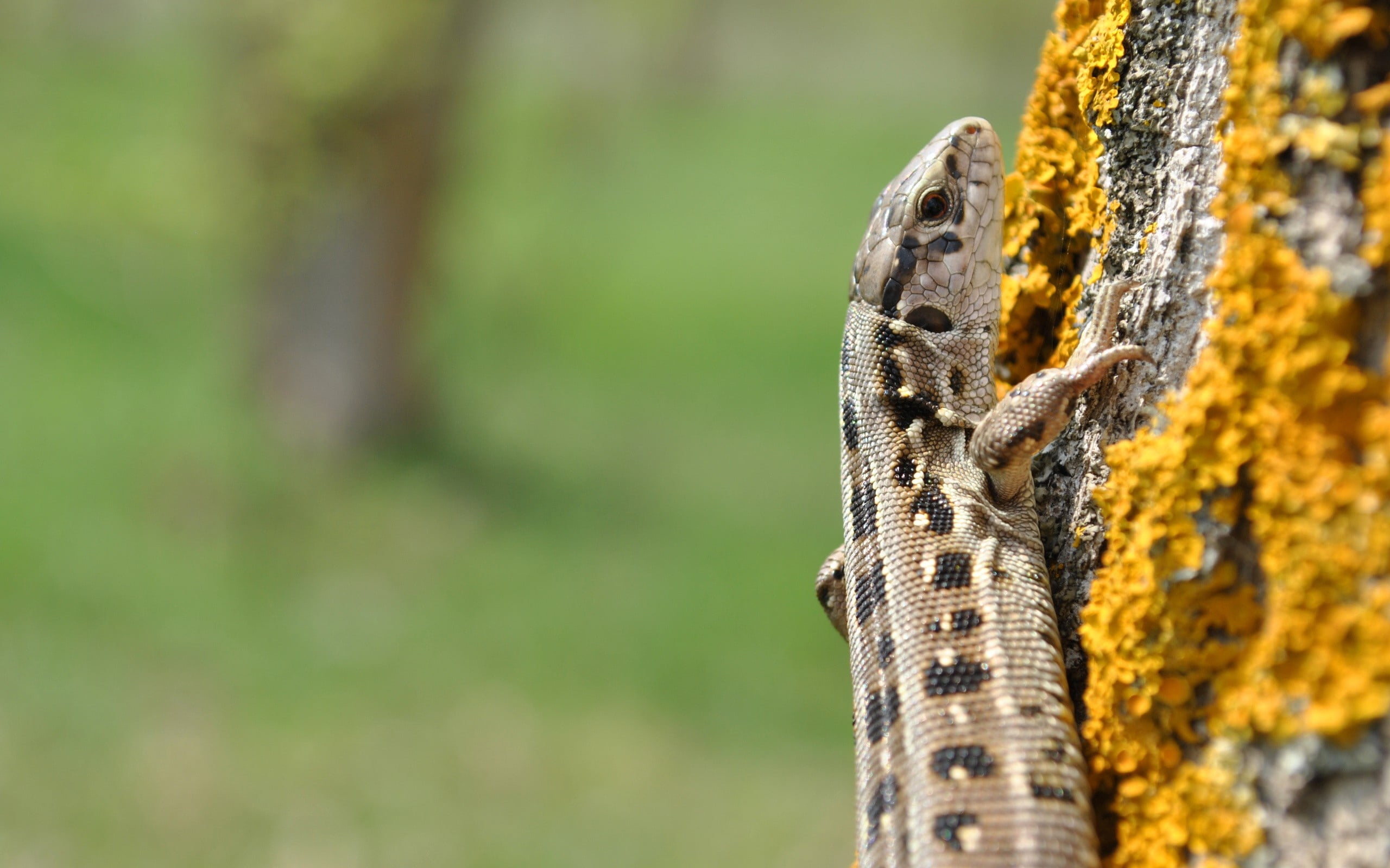 one Animal, sunlight, reptile, forest, brown, yellow, moss, animal themes, trunk, looking, pattern, wildlife, lichen, vertebrate, nature, black, animal wildlife, HD Wallpaper