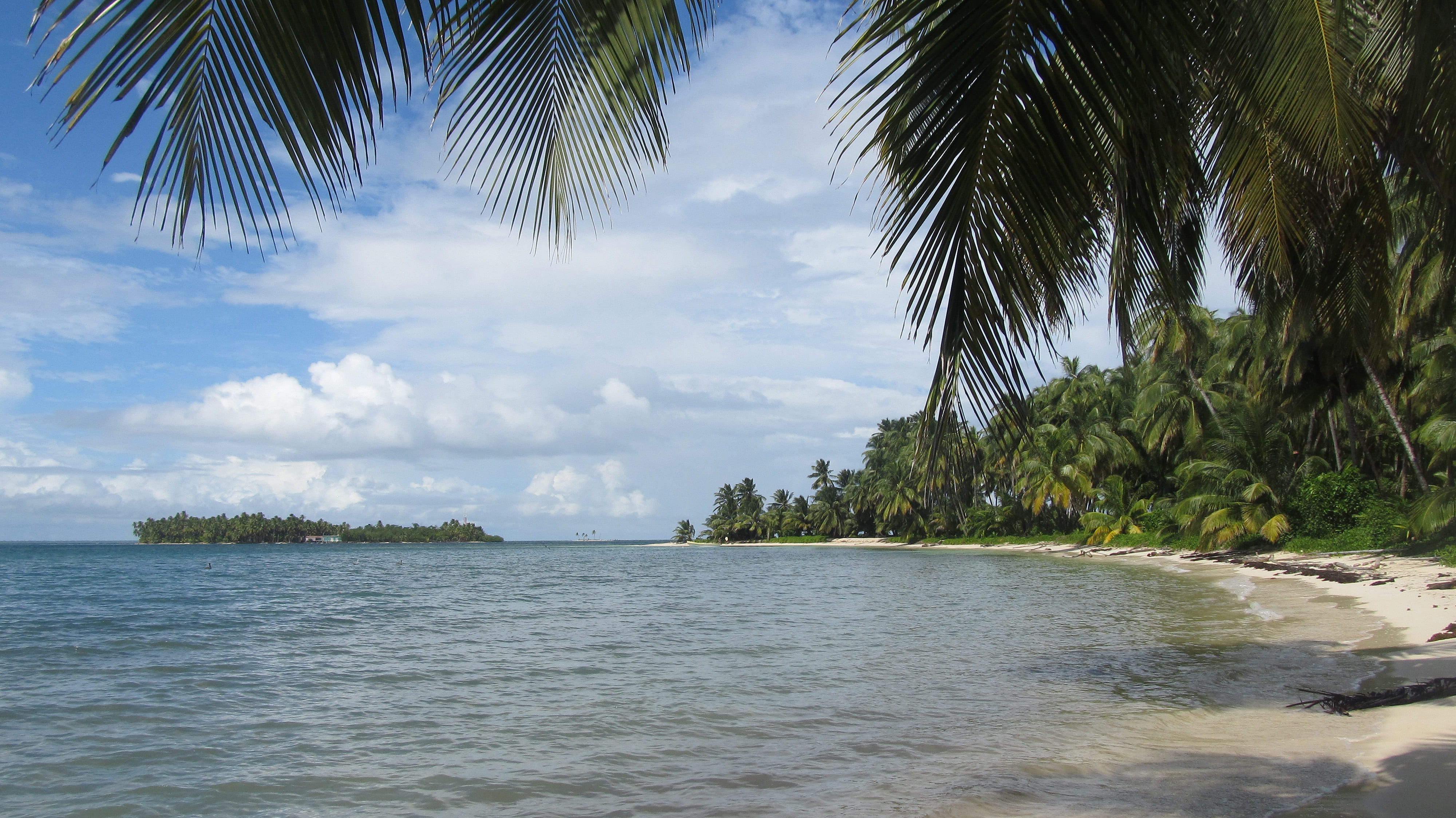 caribbean, land, beauty in nature, beach, tropical climate, tranquility, plant, idyllic, coconut palm tree, scenics - nature, palm tree, day, no people, HD Wallpaper