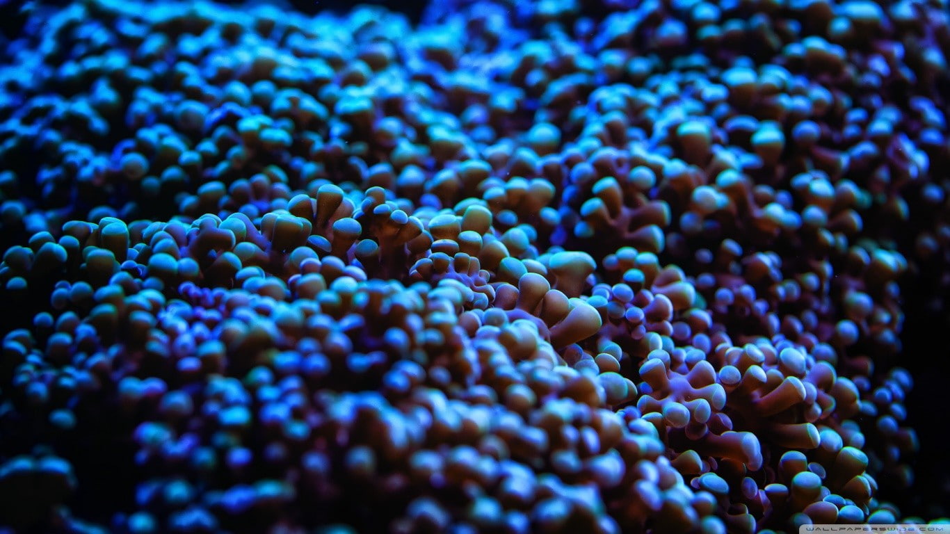 marine, coral, undersea, full frame, sea, sea anemones, animal wildlife, animal themes, water, no people, blue, backgrounds, abundance, animals in the wild, HD Wallpaper