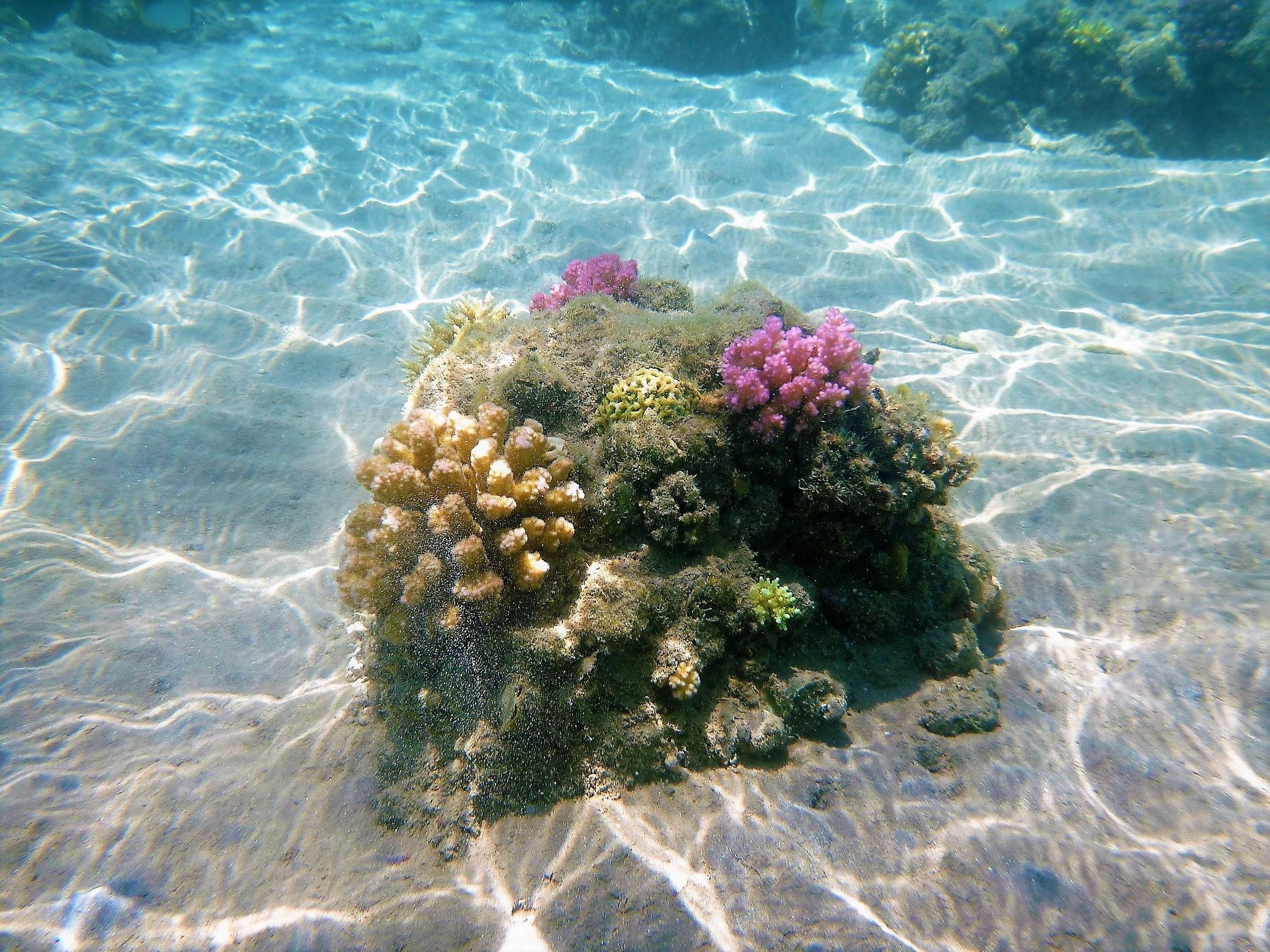 plant, sea, Underwater, tranquility, Cay, flower, no people, Seabed, undersea, sea life, outdoors, animal, sunlight, 1080P, animal wildlife, animals in the wild, HD Wallpaper