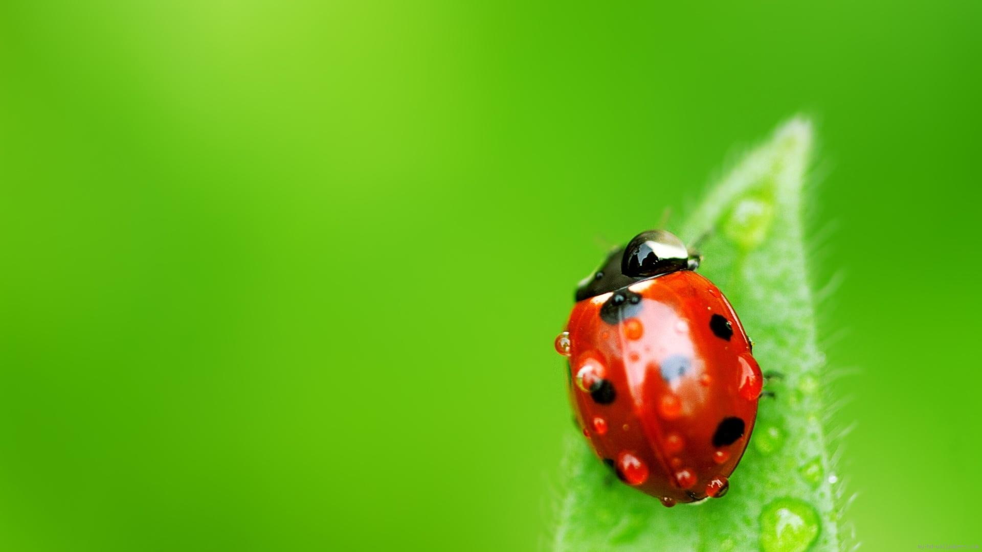 lady, bug, animal, green, red, ladybug, 1080P, nature, HD Wallpaper