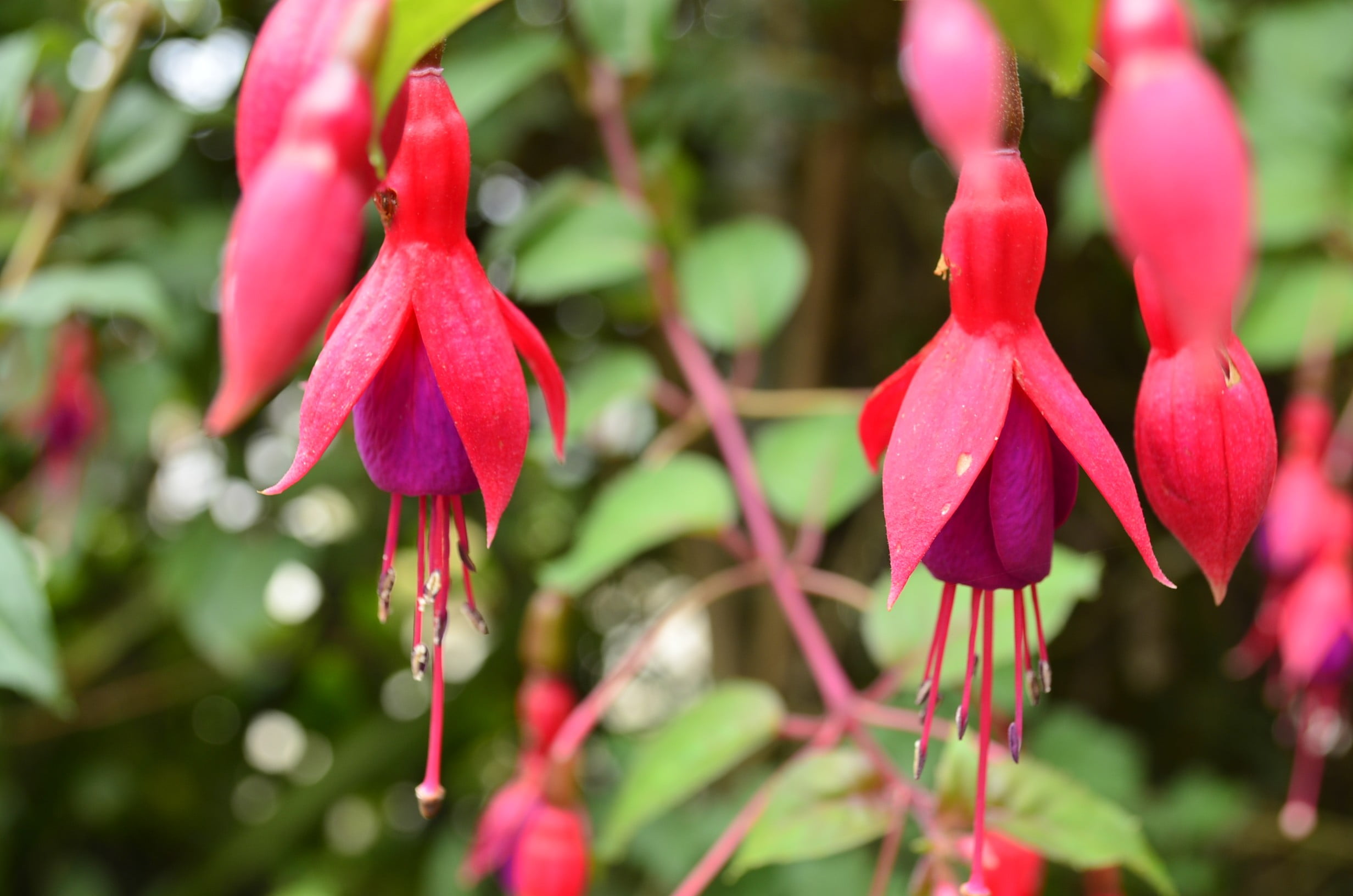 freshness, plant, Nepal, beauty in nature, no people, pink color, selective focus, outdoors, flower, pink, botany, vulnerability, inflorescence, nature, HD Wallpaper