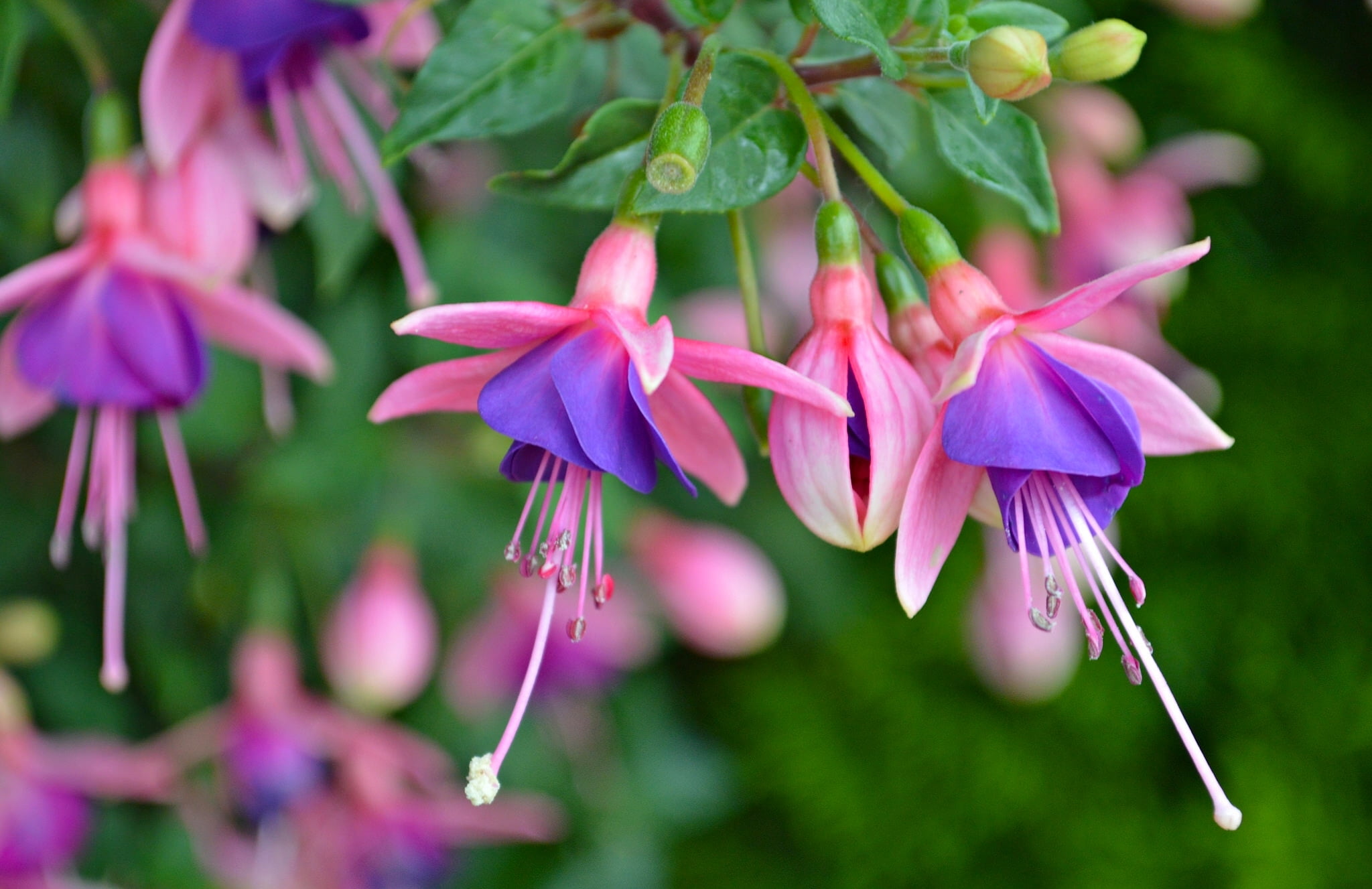 growth, selective focus, 1080P, flower, plant, focus on foreground, close-up, no people, fucshia, petal, fragility, nature, freshness, purple, flower head, HD Wallpaper