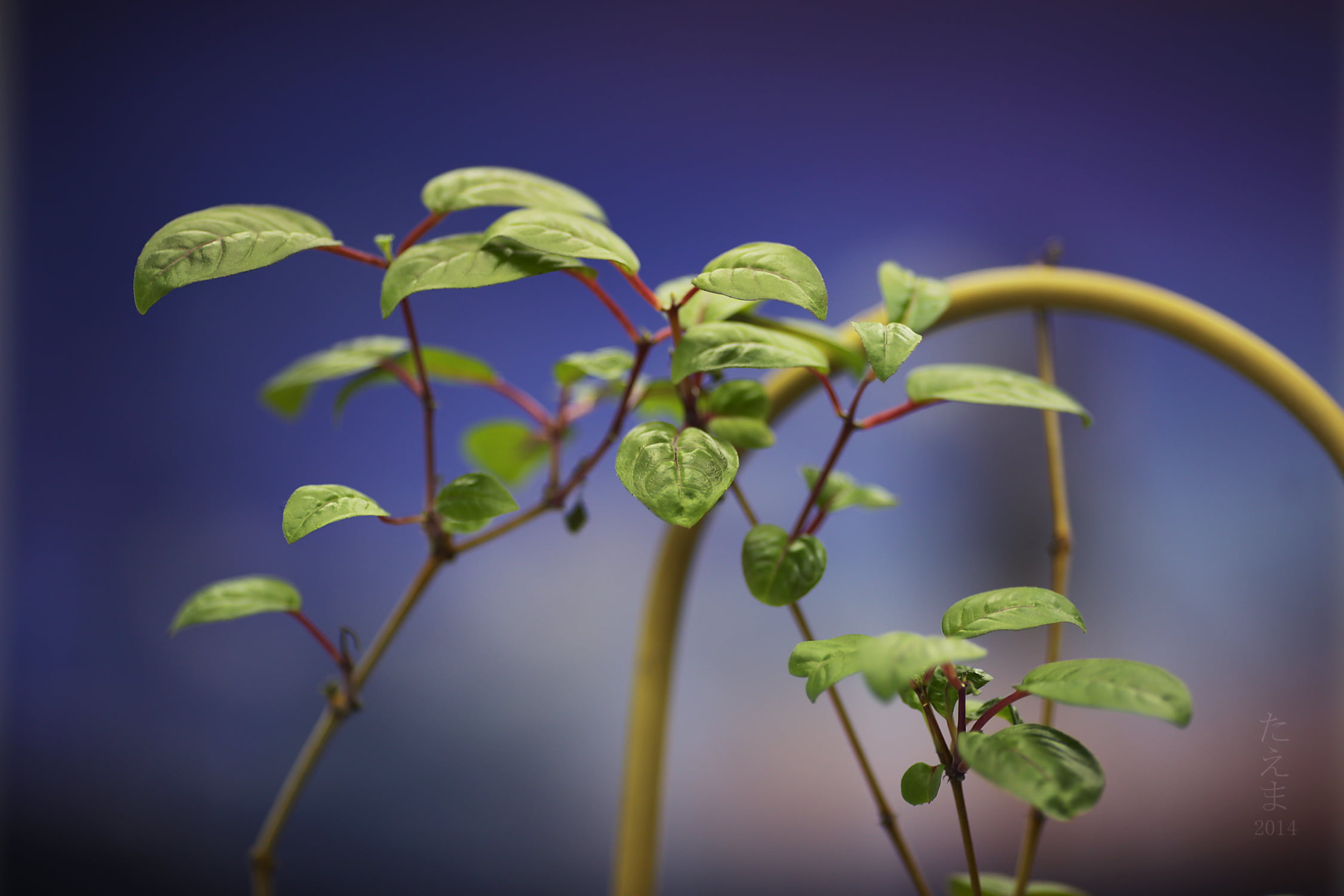growth, plant, 1080P, green, freshness, green Color, bokeh, nature, leaf, fuchsia, green leaf, HD Wallpaper