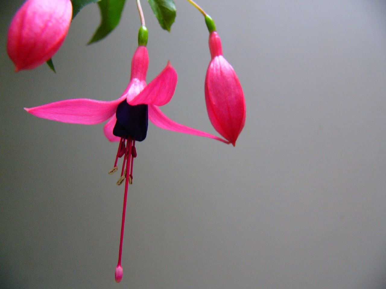 pink, nature, flower, hd, 720P, fuchsia, purple, HD Wallpaper
