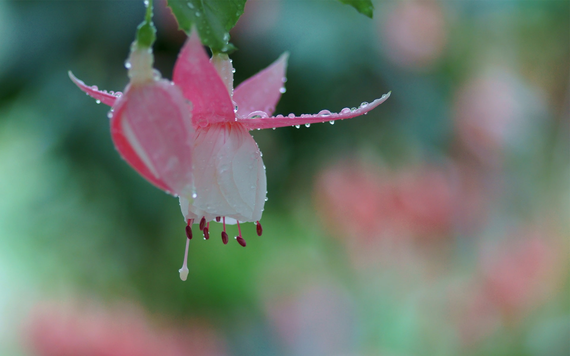 Macro, pink, Photography, Bokeh, Flower, Dew, white, 1080P, Fuchsia, HD Wallpaper