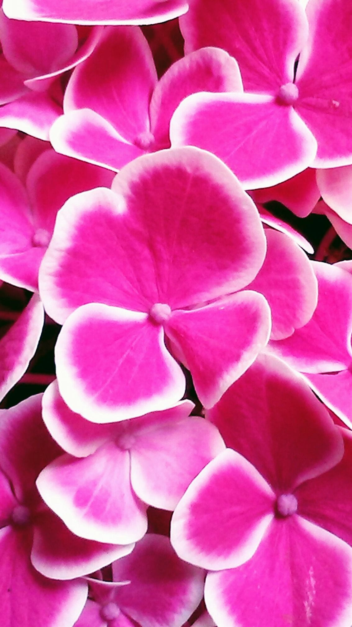 high angle view, flower, close-up, plant, flower head, outdoors, nature, backgrounds, pink color, petal, 1080P, inflorescence, beauty in nature, fuchsia, Phone HD Wallpaper