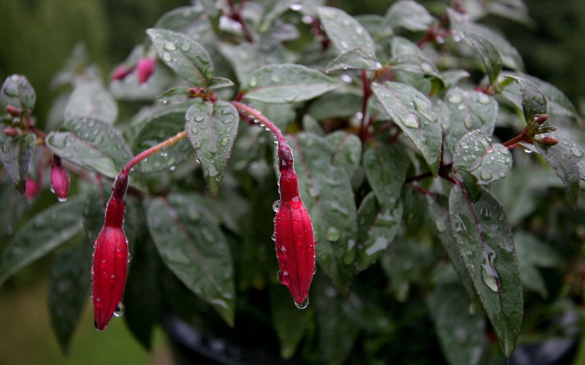 beauty in nature, fuchsia, red, nature, ripe, growth, focus on foreground, 1080P, outdoors, wet, rain, flower, close-up, flowers, no people, food and drink, HD Wallpaper