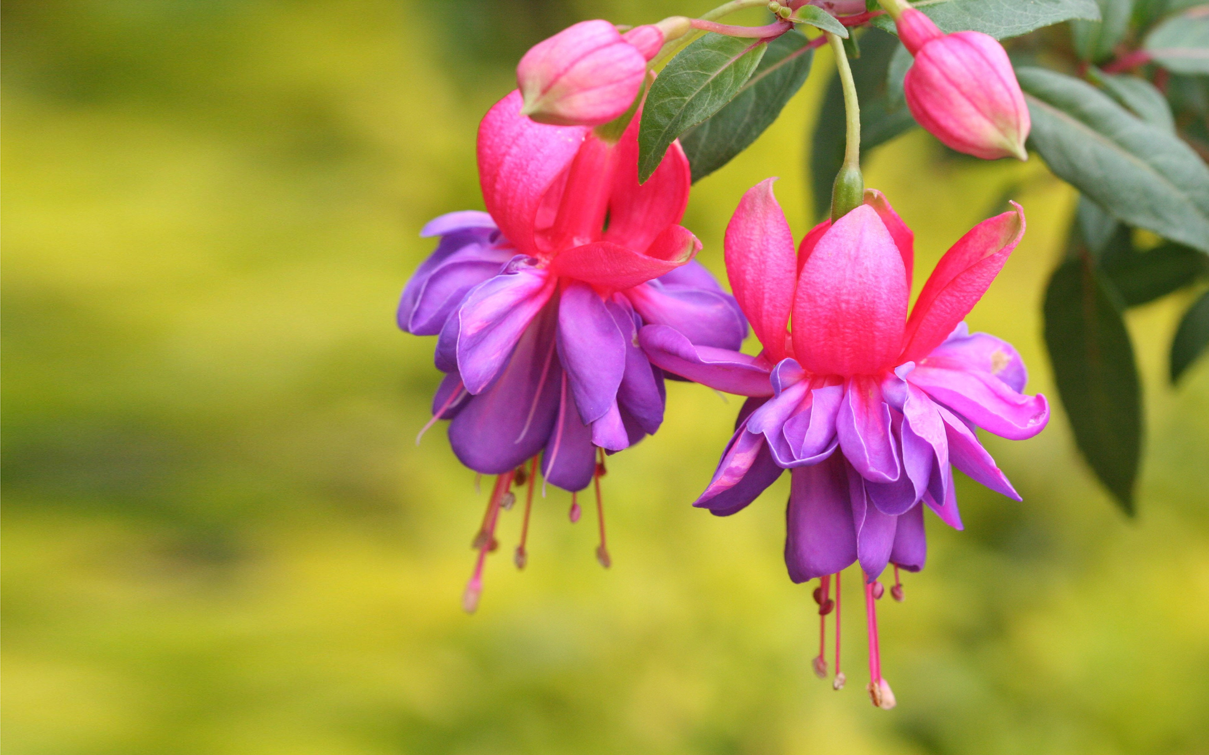 focus on foreground, ornamental, day, inflorescence, freshness, vulnerability, plant, purple, outdoors, close-up, growth, plants, nature, fuchsia, fragility, HD Wallpaper