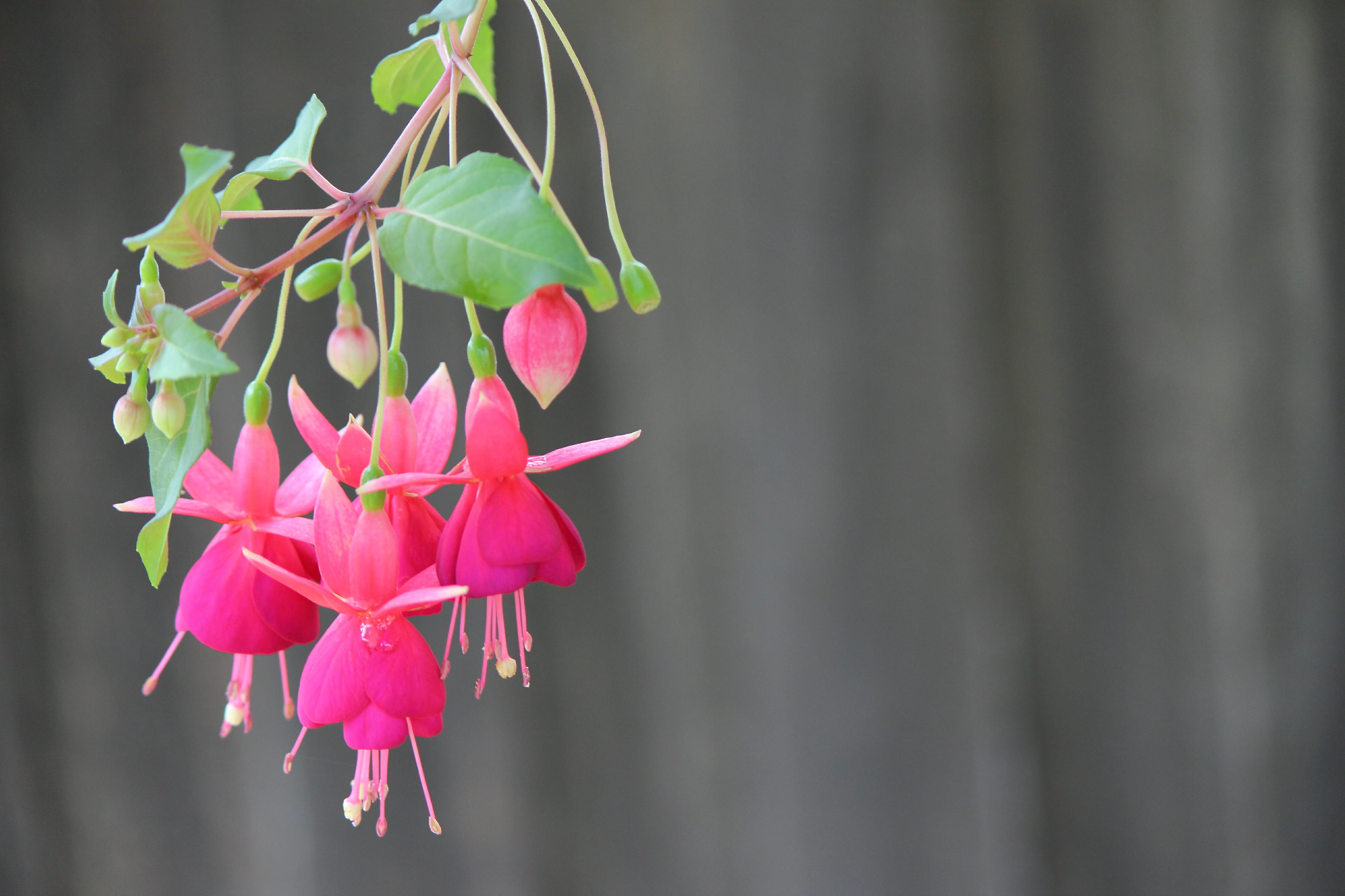 fragility, botany, postcard, plant part, beauty in nature, pink, blossom, botanical, outdoors, romantic, nature, flower head, flora, petals, leaf, no people, HD Wallpaper