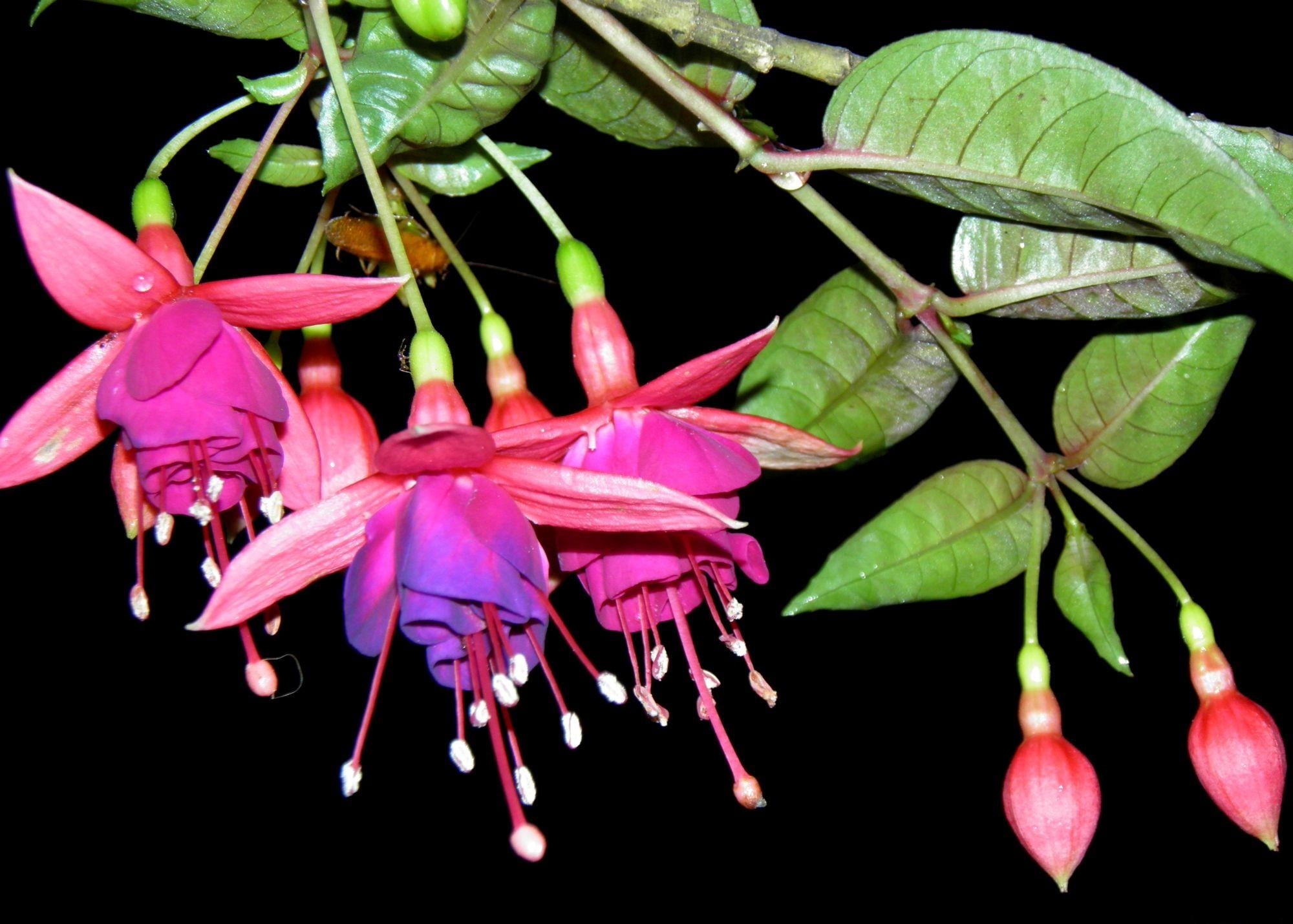 nature, vibrant Color, focus on foreground, flowering plant, single Flower, summer, inflorescence, stamen, flower, petaled, tropical Climate, blossom, multi Colored, HD Wallpaper