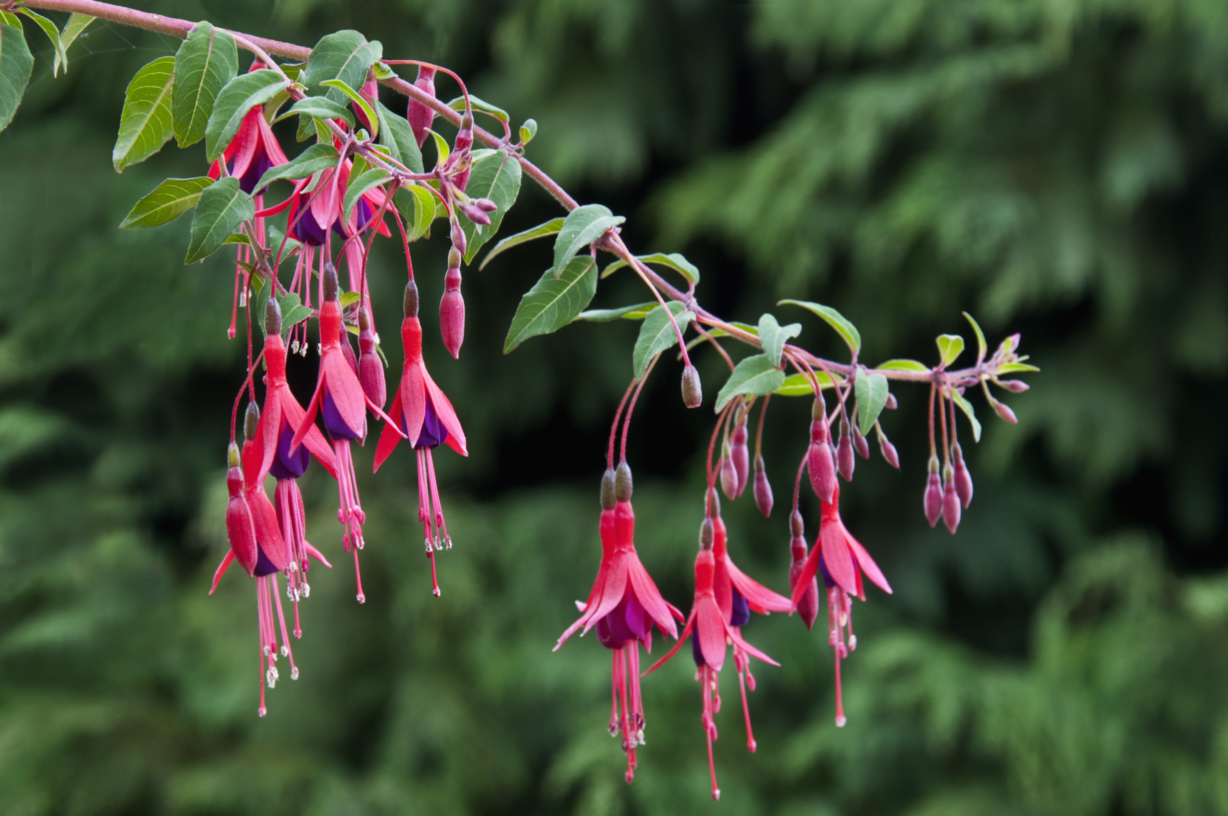 beauty in nature, springtime, fuchsia, branch, blooming, pink color, focus on foreground, outdoors, spring, growth, day, flower head, no people, fragility, HD Wallpaper