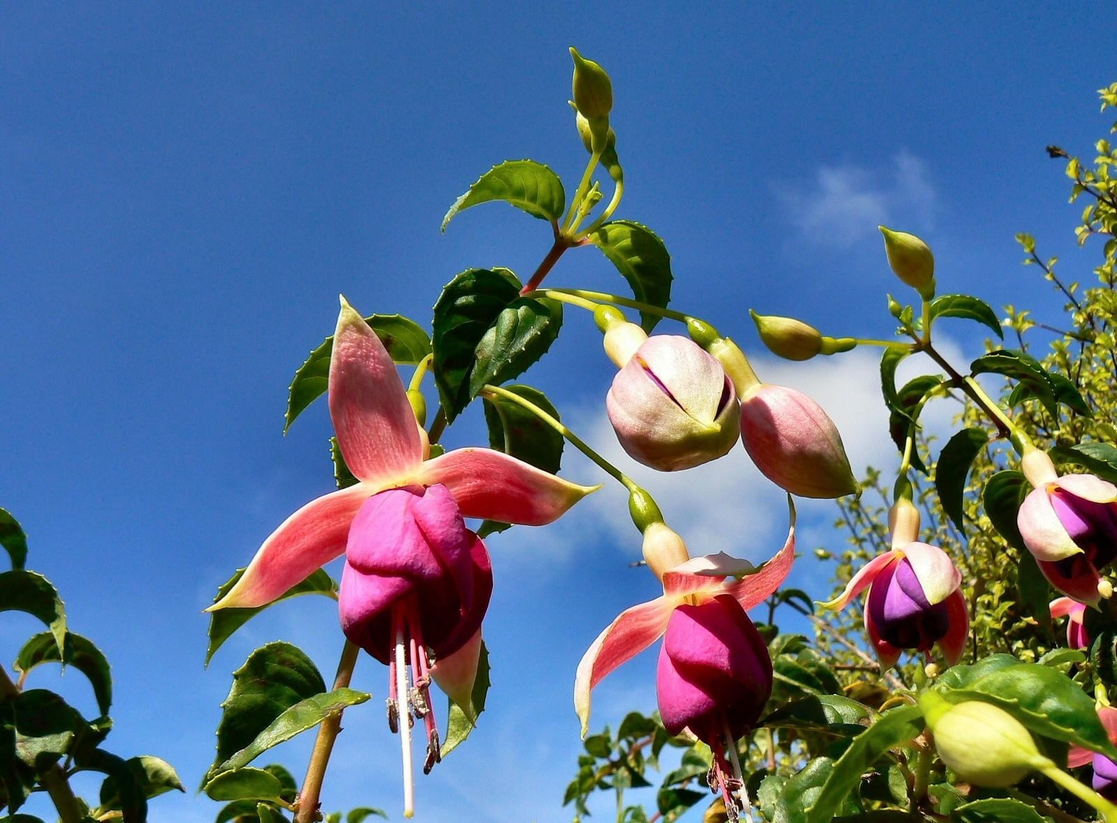 buds, flowers, 720P, pink, sky, stamens, fuchsia, HD Wallpaper