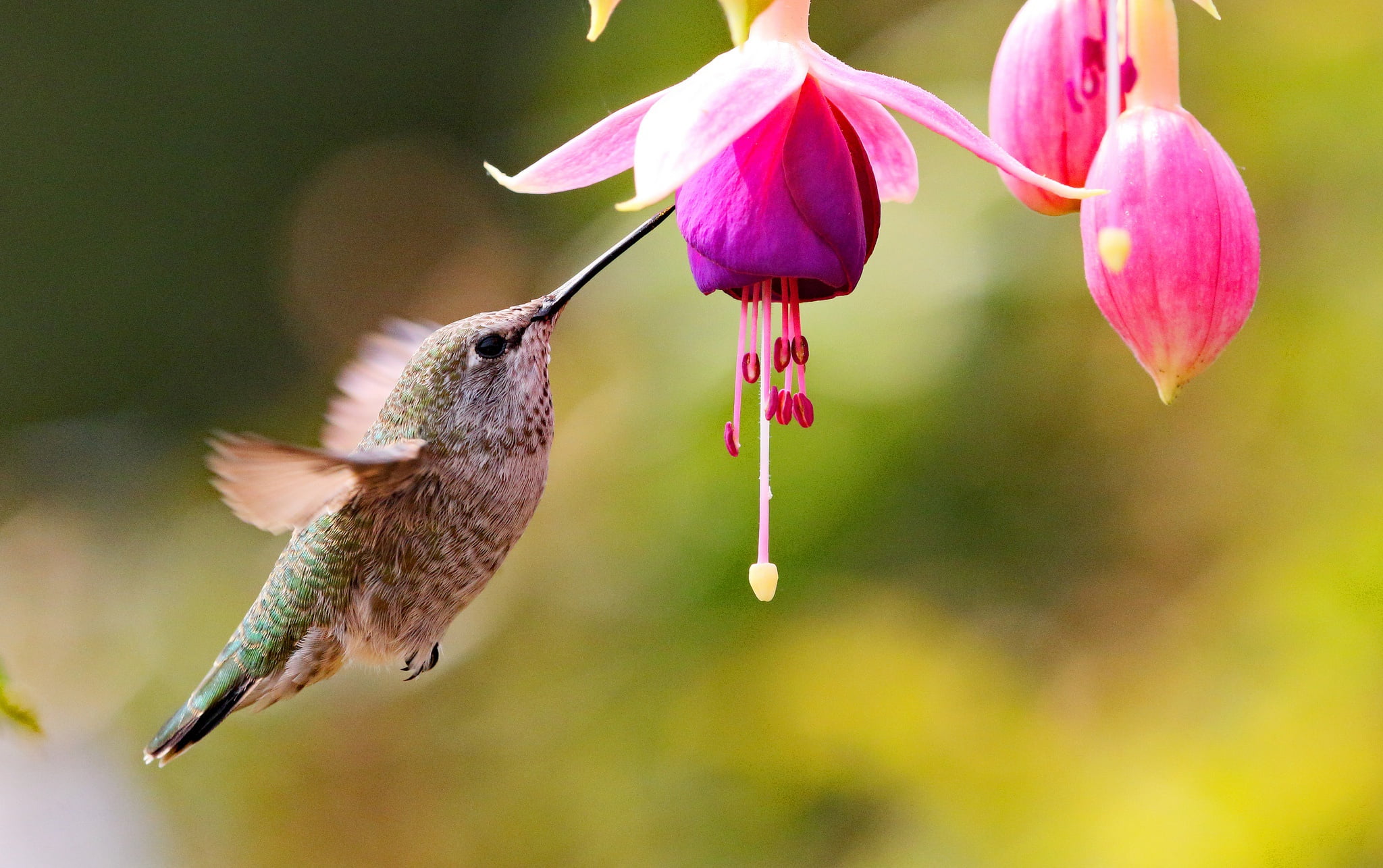 bird, Hummingbird, buds, fuchsia, flower, 1080P, HD Wallpaper
