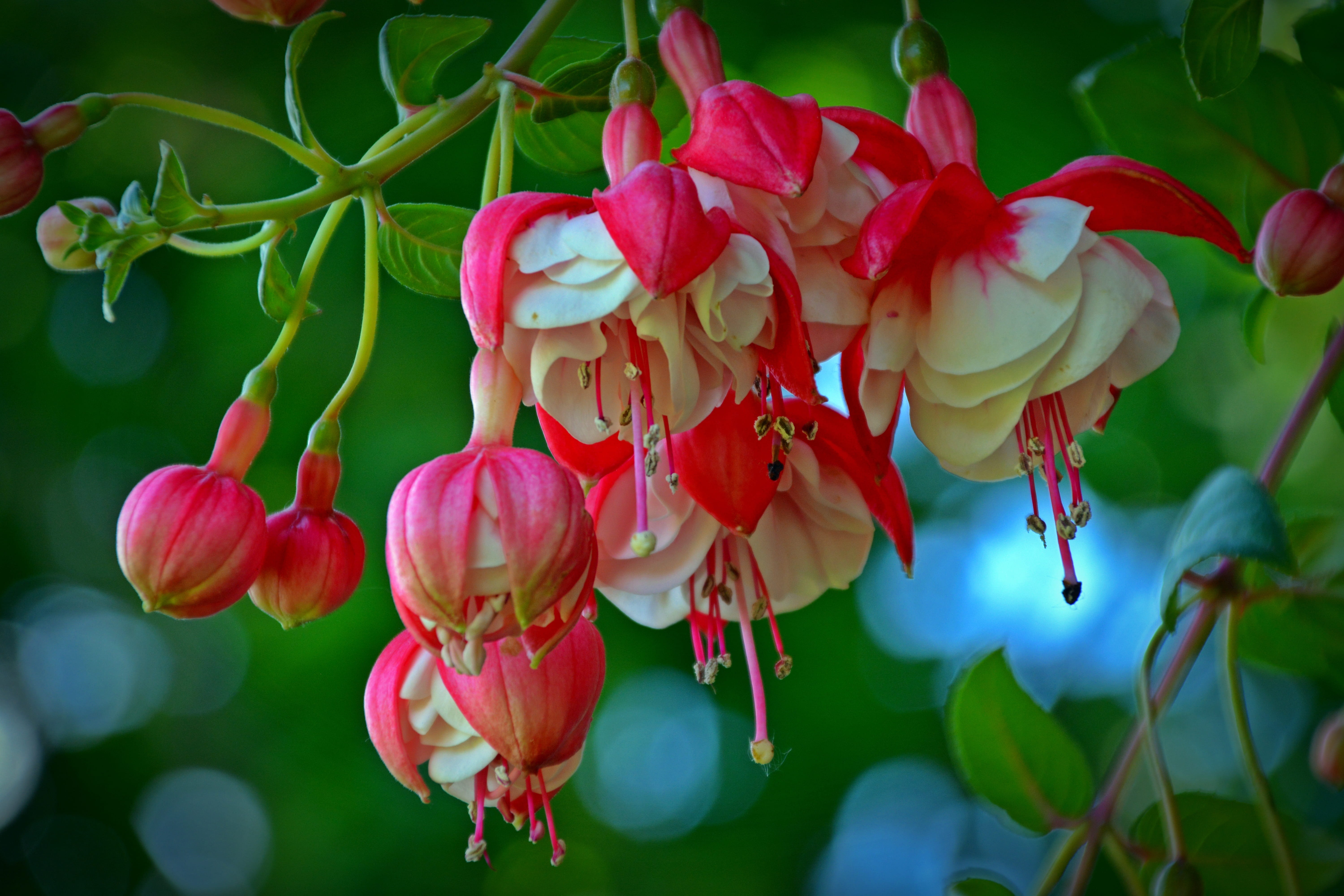 fragility, balcony plant, pink Color, vulnerability, growth, 5K, inflorescence, Close, focus on foreground, no people, close-up, Fuchsia, flower, Bloom, HD Wallpaper