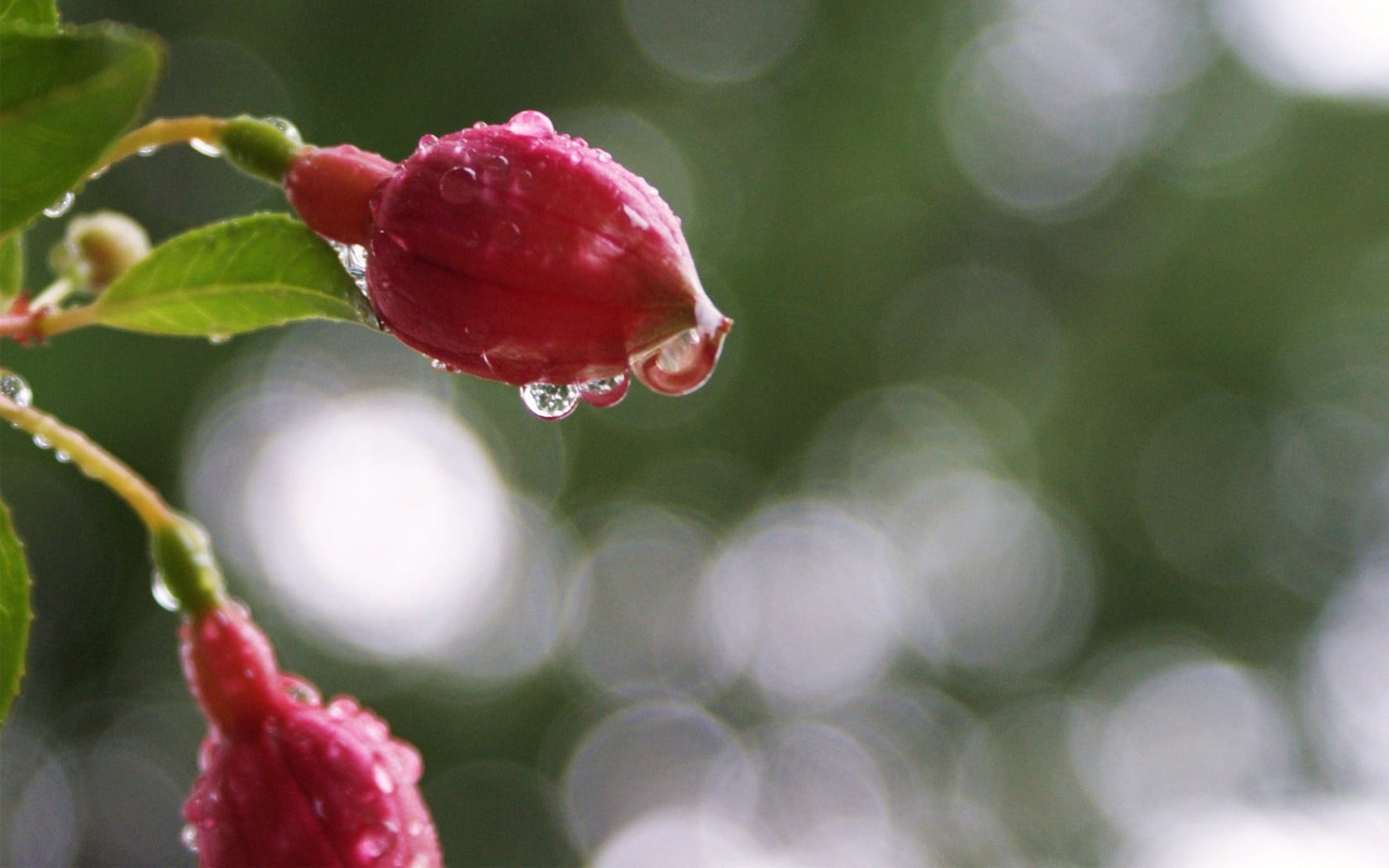 tree, fuchsia, close-up, fruit, freshness, raindrop, flower, buds, branch, backgrounds, nature, season, flowering plant, soft focus, ripe, fragility, purity, HD Wallpaper