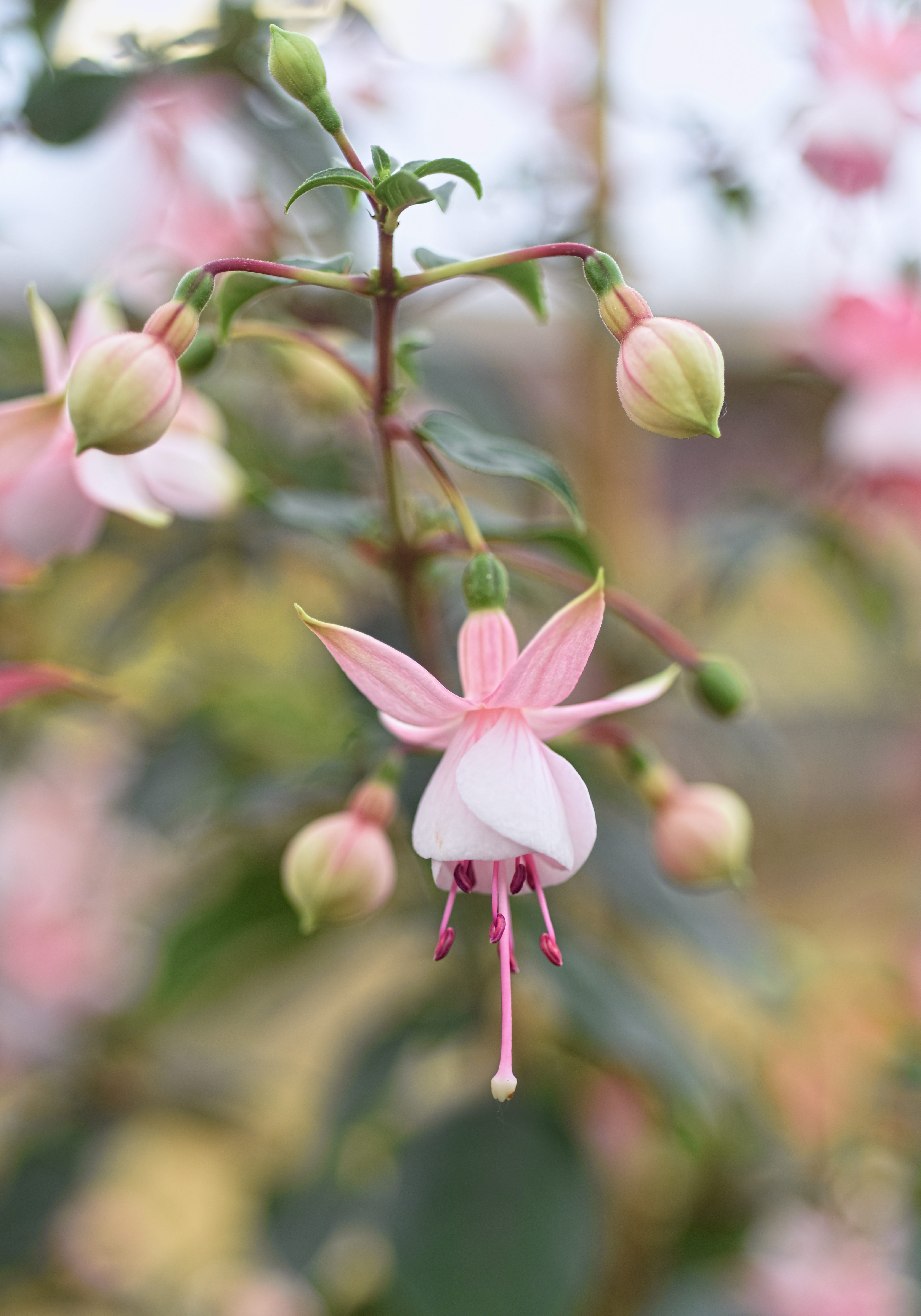 fuchsia, nature, botany, growth, selective, freshness, flower, pink, flower head, springtime, vulnerability, pink color, photography, fragility, 5K, spring, Phone HD Wallpaper