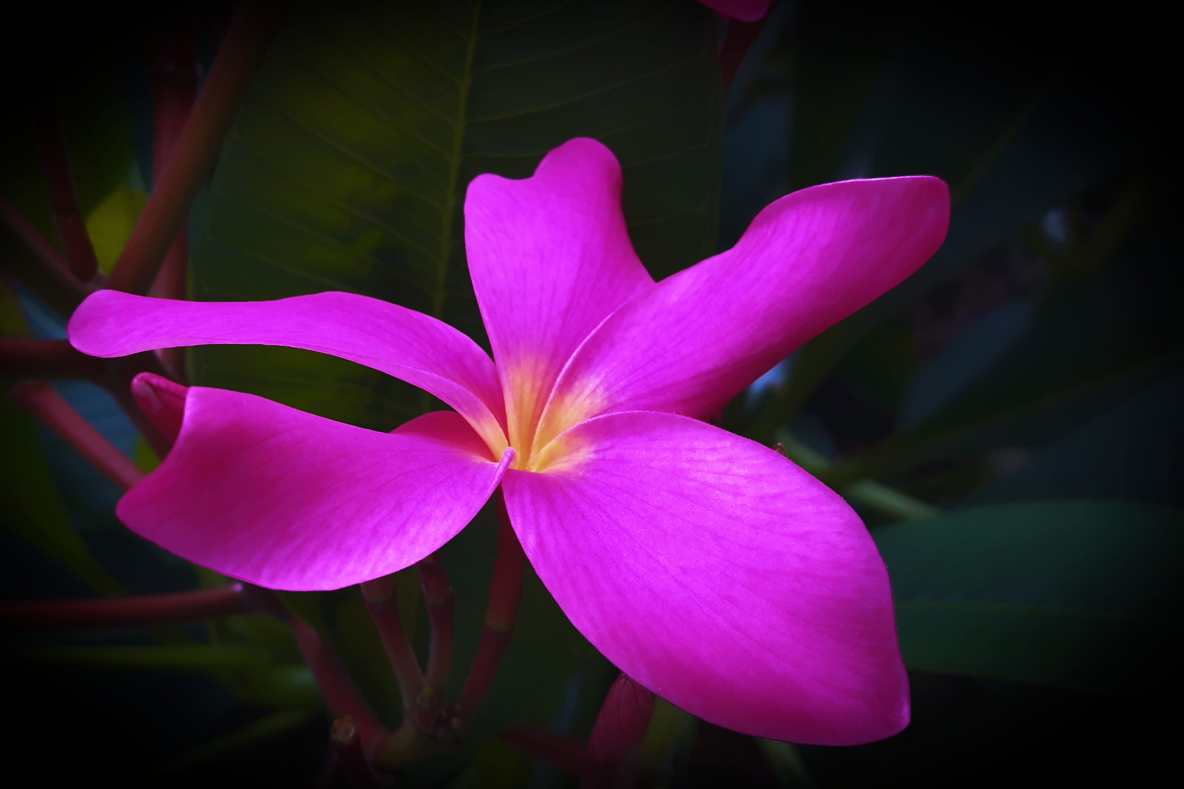 freshness, pink, botanical, inflorescence, flowering, outdoors, fragility, nice, spa, garden, flowers, focus on foreground, frangipani, flower head, green, HD Wallpaper