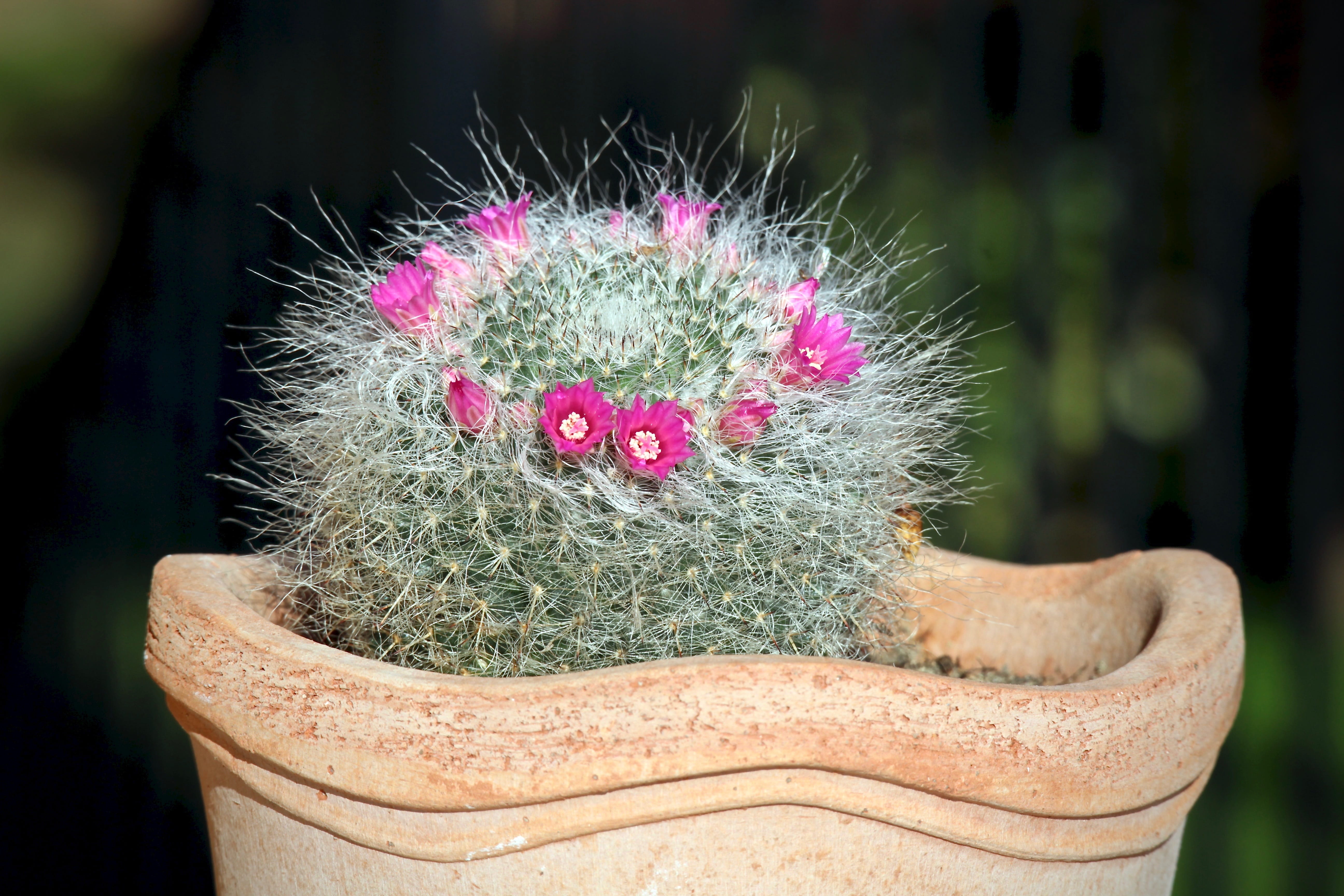 focus on foreground, human representation, flower, succulent plant, thorn, sardinia, creativity, floorplan, close-up, fat plants, fuchsia, nature, succulentes, HD Wallpaper