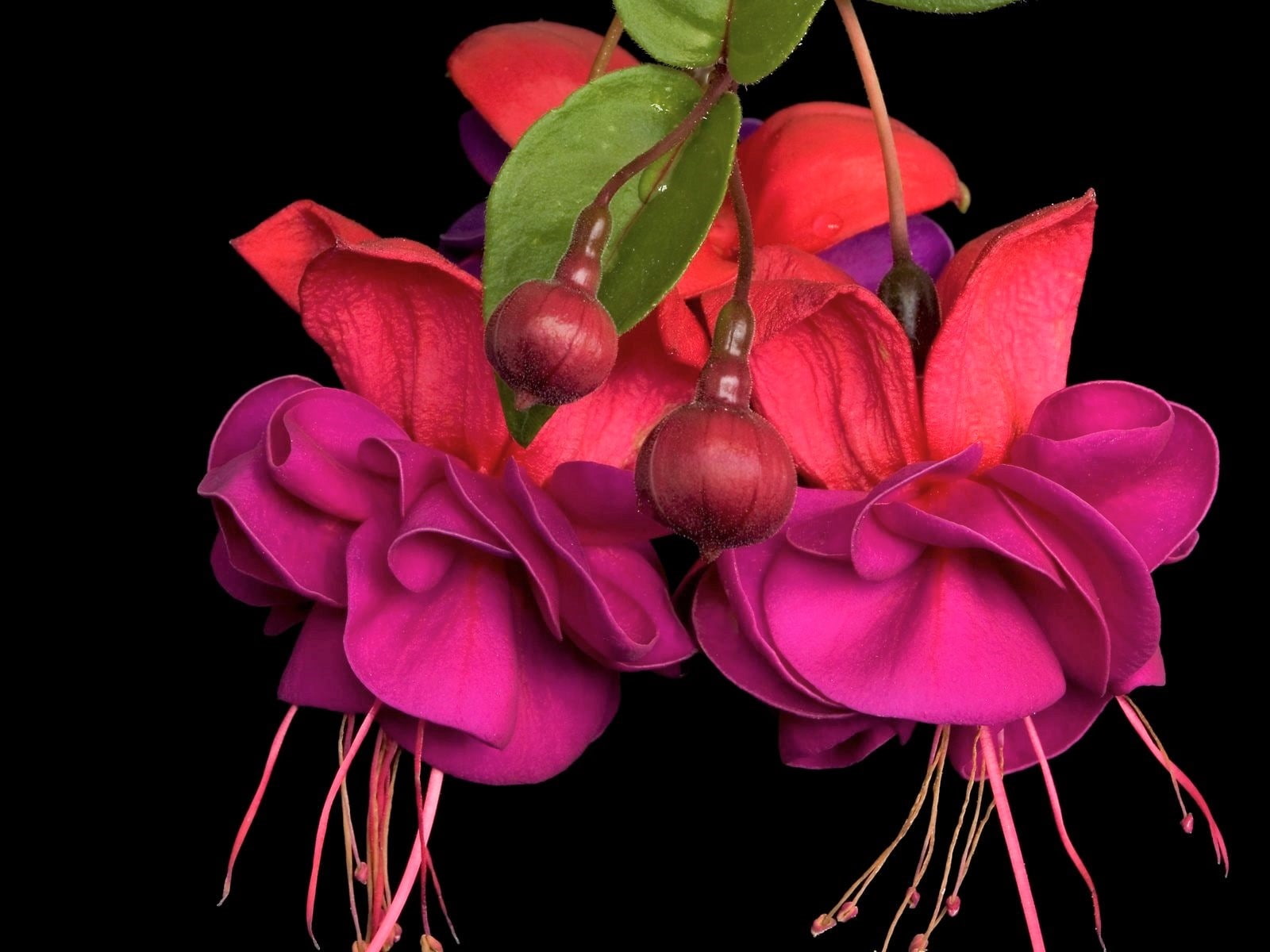 Flower, Purple Flower, Fuchsia, Earth, 720P, Flowers, HD Wallpaper