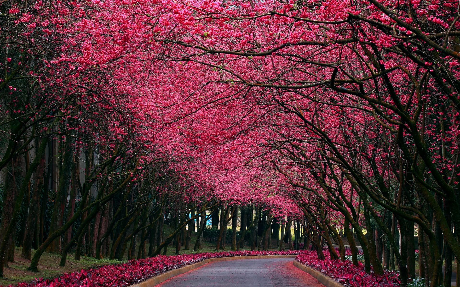 hermoso camino, hermoso, 3d and abstract, flores, 1080P, arboles, camino, HD Wallpaper