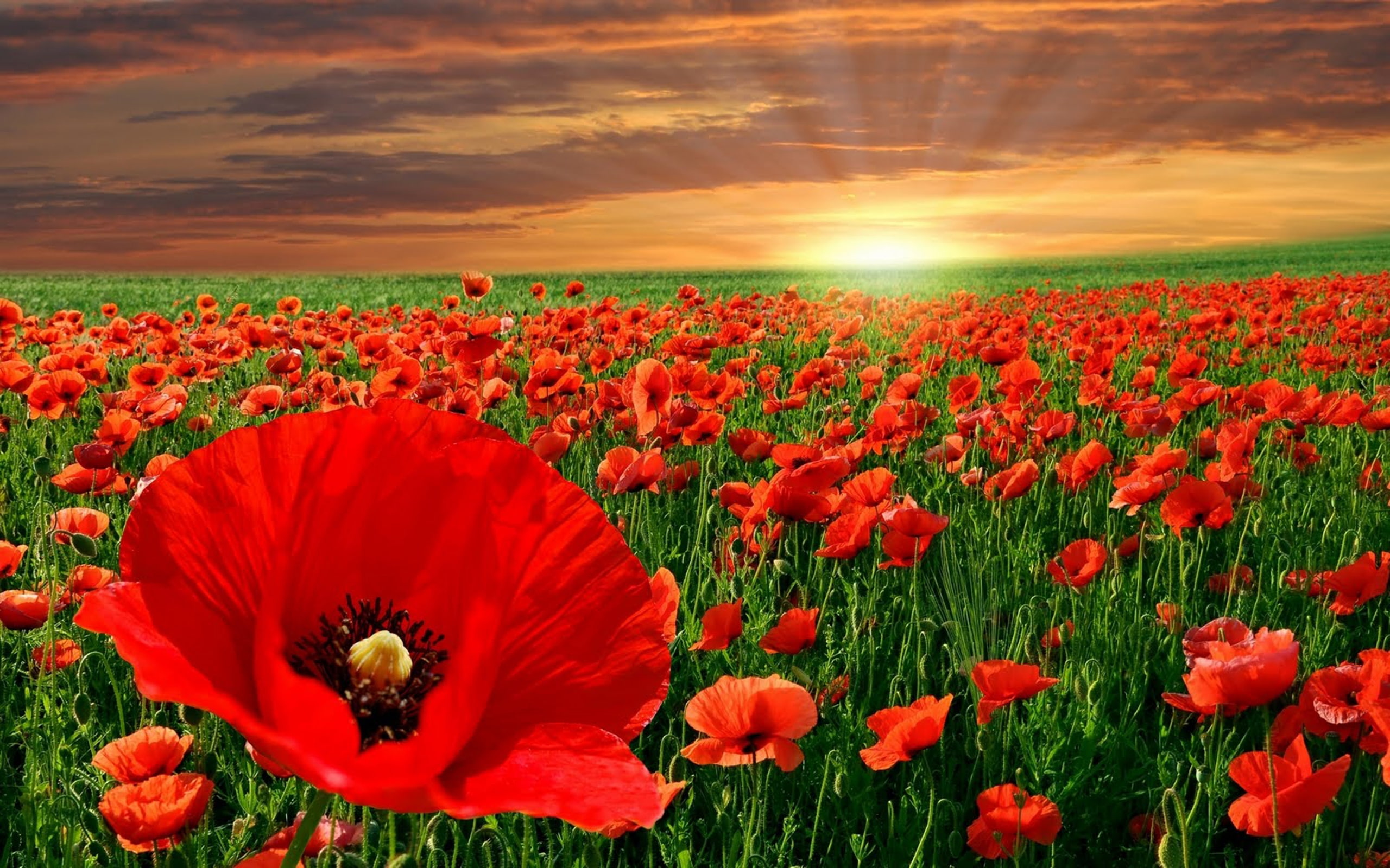 flores, rojas, campo, 2K, de, HD Wallpaper