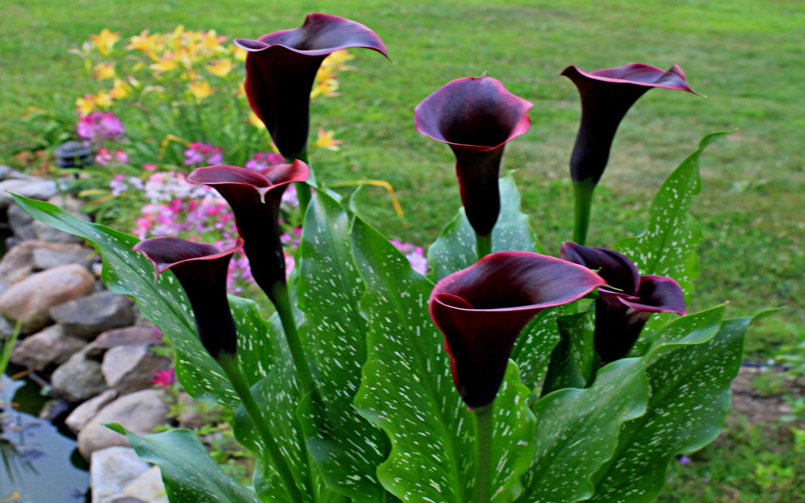 flores, pretas, 2K, HD Wallpaper
