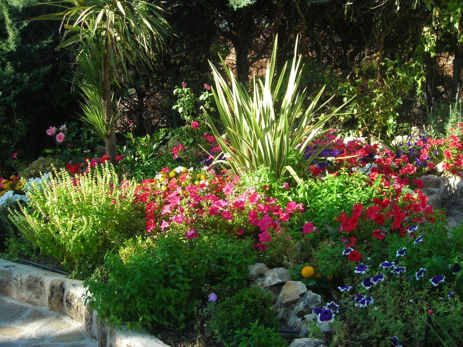jardin, flores, 720P, plantas, naturaleza, HD Wallpaper