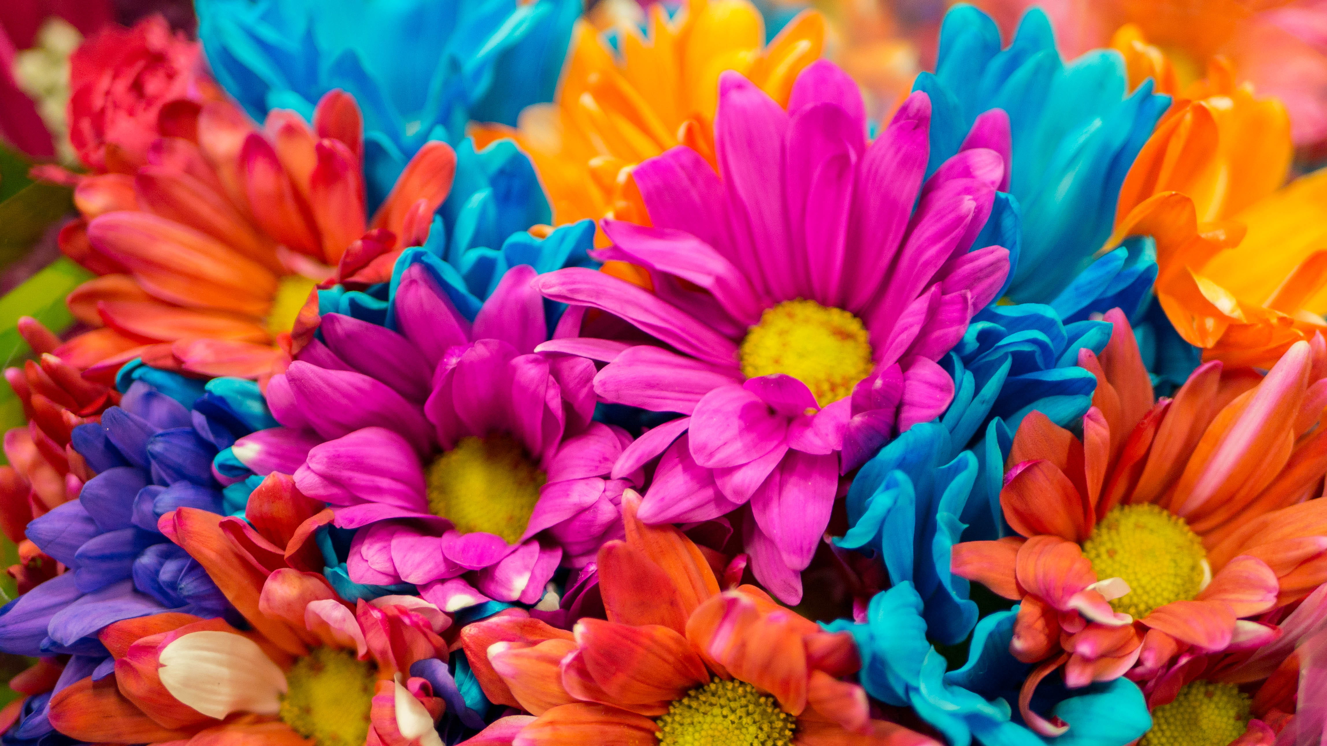 blue, close-up, colorido, photo, variation, beauty in nature, petaled, color, choice, bunch of flowers, flore, day, no people, flowers, yellow, vibrant color, HD Wallpaper