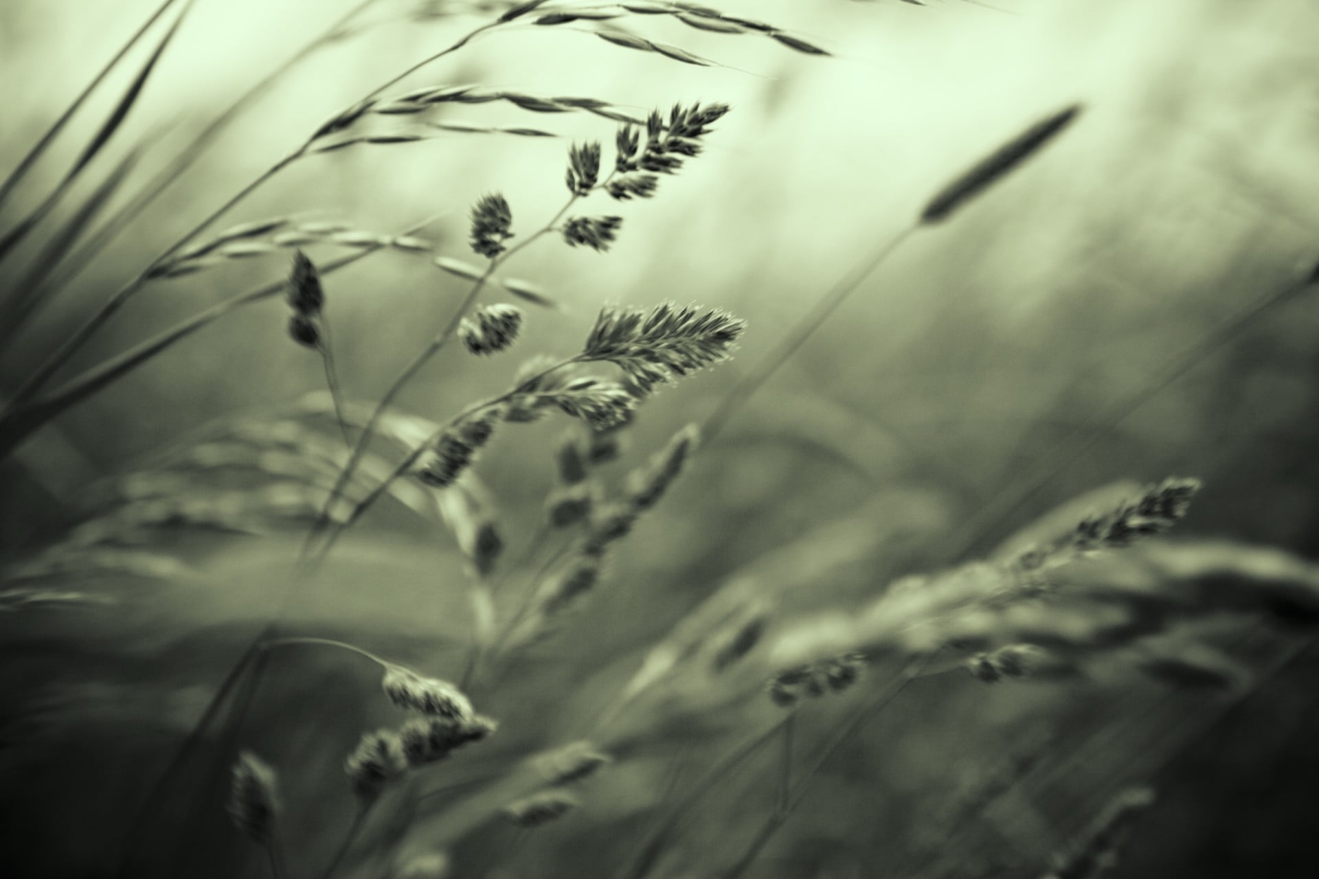 nature, flower, grass, beauty in nature, field, plant part, day, stalks, no people, gray, fragility, closeup, freshness, tranquility, vulnerability, 1080P, HD Wallpaper