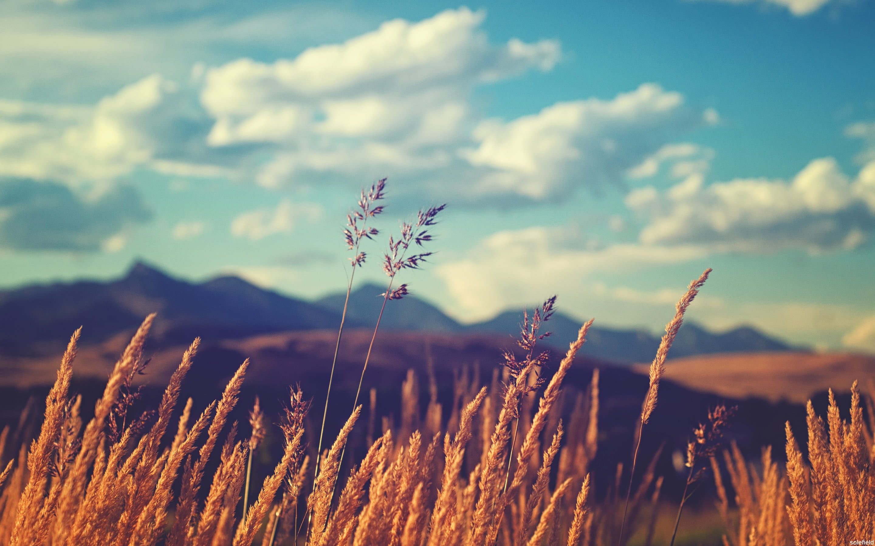 vulnerability, beauty in nature, grass, flower, clouds, plants, focus on foreground, outdoors, plant, land, day, wheat, fragility, no people, brown, flowering plant, HD Wallpaper