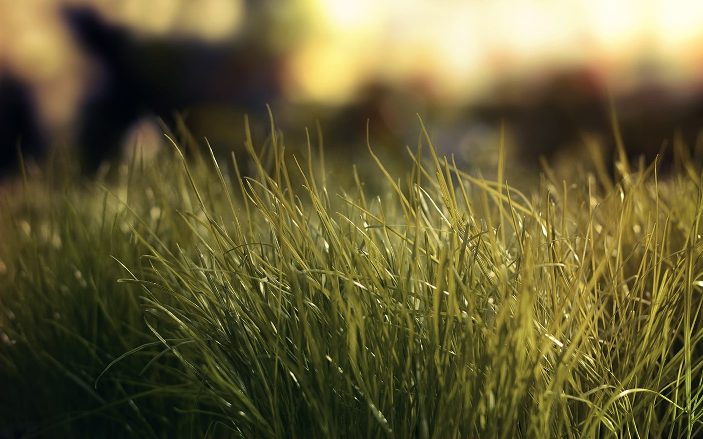 sunlight, day, selective focus, landscape, field, no people, beauty in nature, tranquility, agriculture, stalk, outdoors, plant, 720P, wheat, growth, crop, HD Wallpaper
