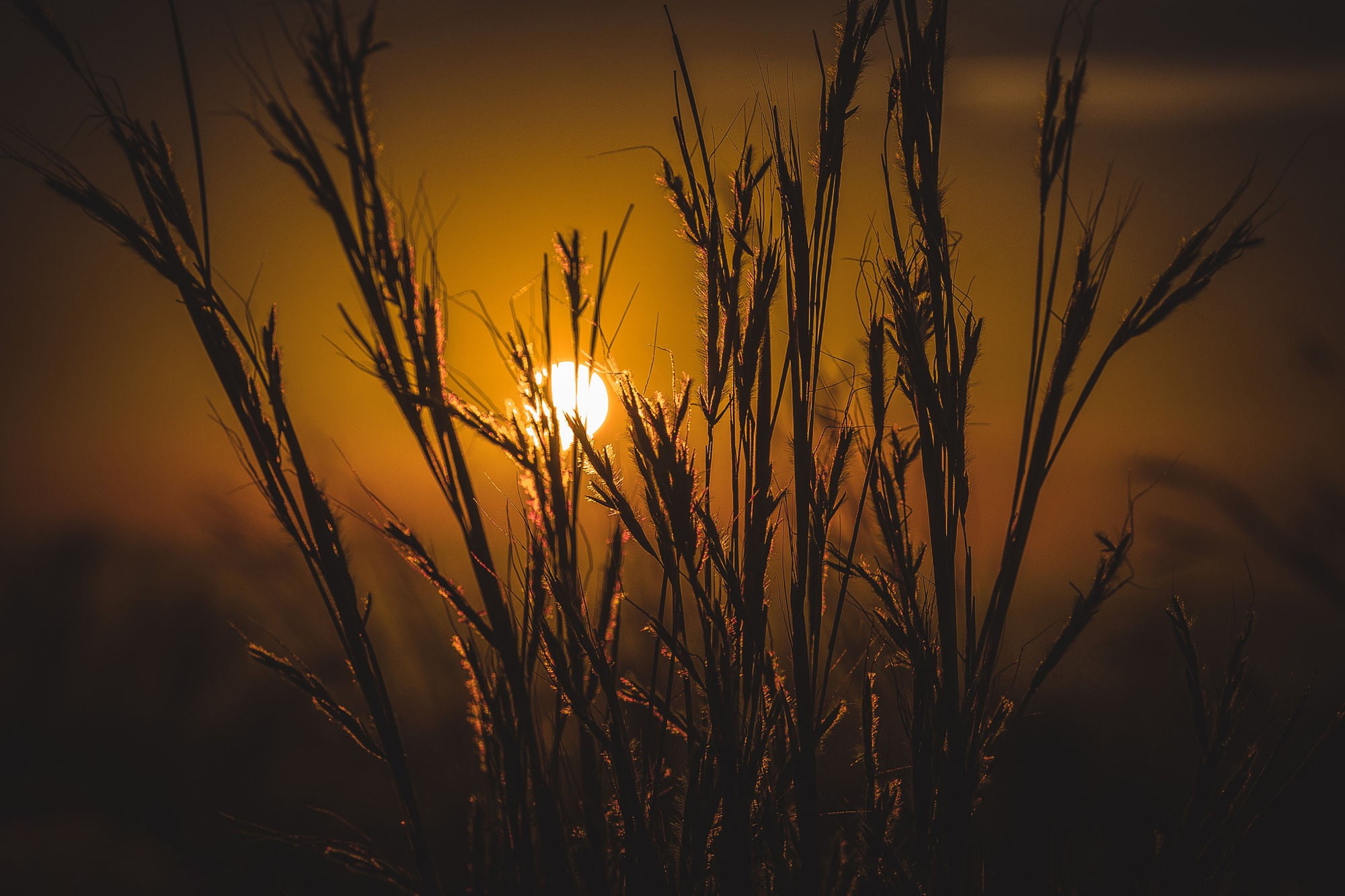 stalk, plants, tree, no people, close-up, brown, field, black, nature, scenics - nature, painting, growth, sky, agriculture, focus on foreground, Sun, back lit, HD Wallpaper