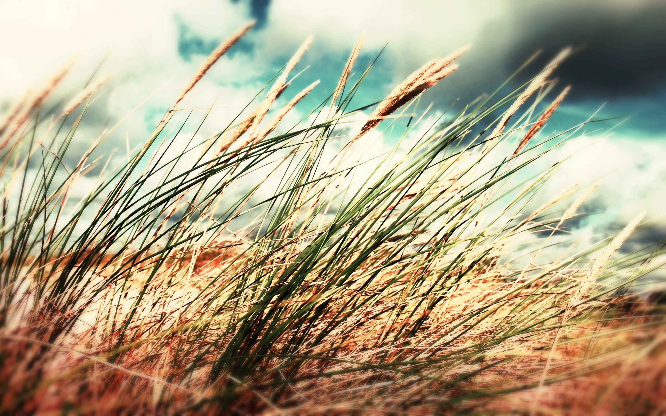 nature, green, land, growth, field, stalk, crop, landscape, rural scene, tranquility, cloud - sky, trees, leaf, day, beauty in nature, plants, plant, timothy grass, HD Wallpaper
