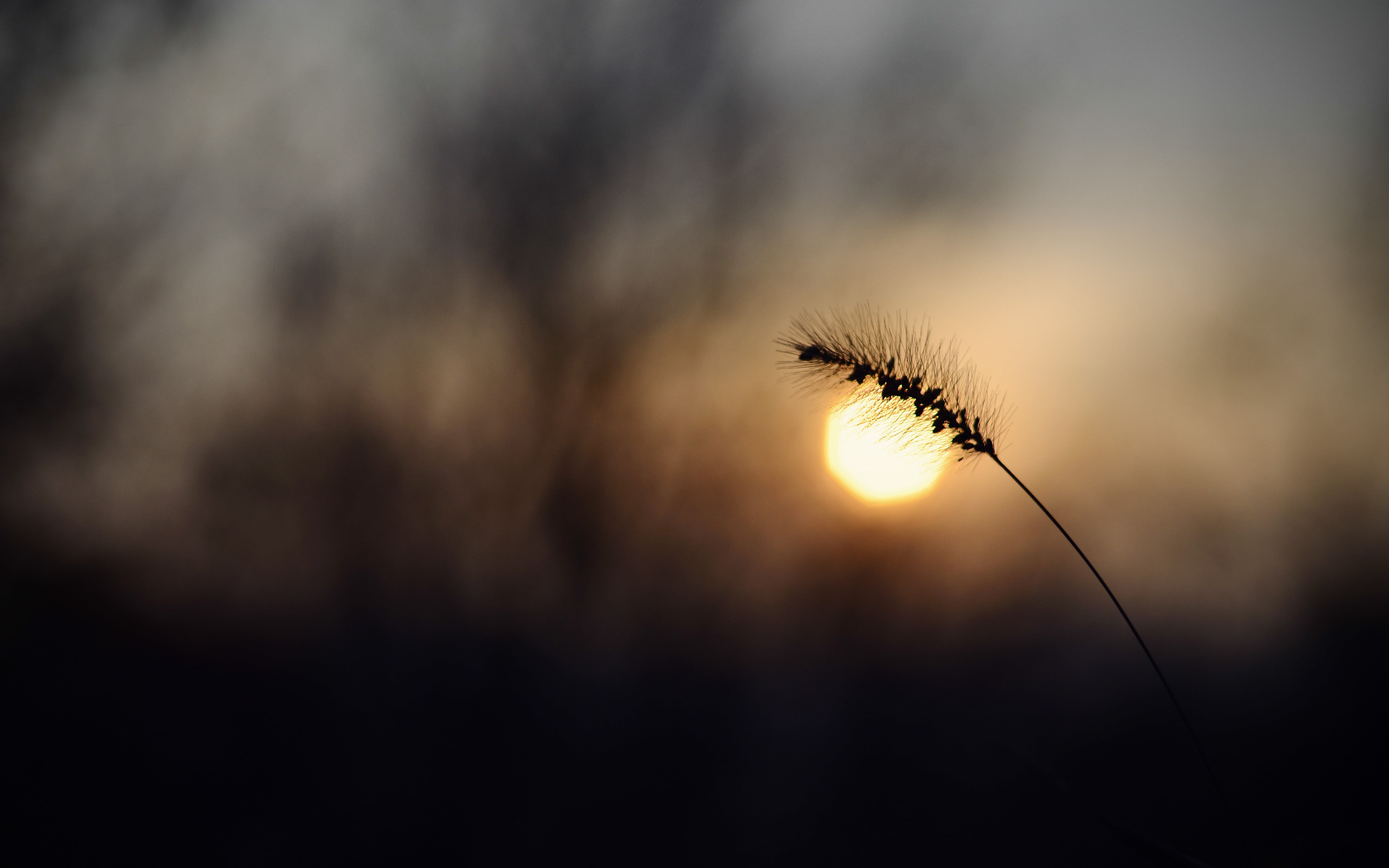 freshness, dandelion seed, focus on foreground, sky, Sun, flowering plant, silhouette, growth, depth of field, stalk, plant stem, vulnerability, plant, HD Wallpaper