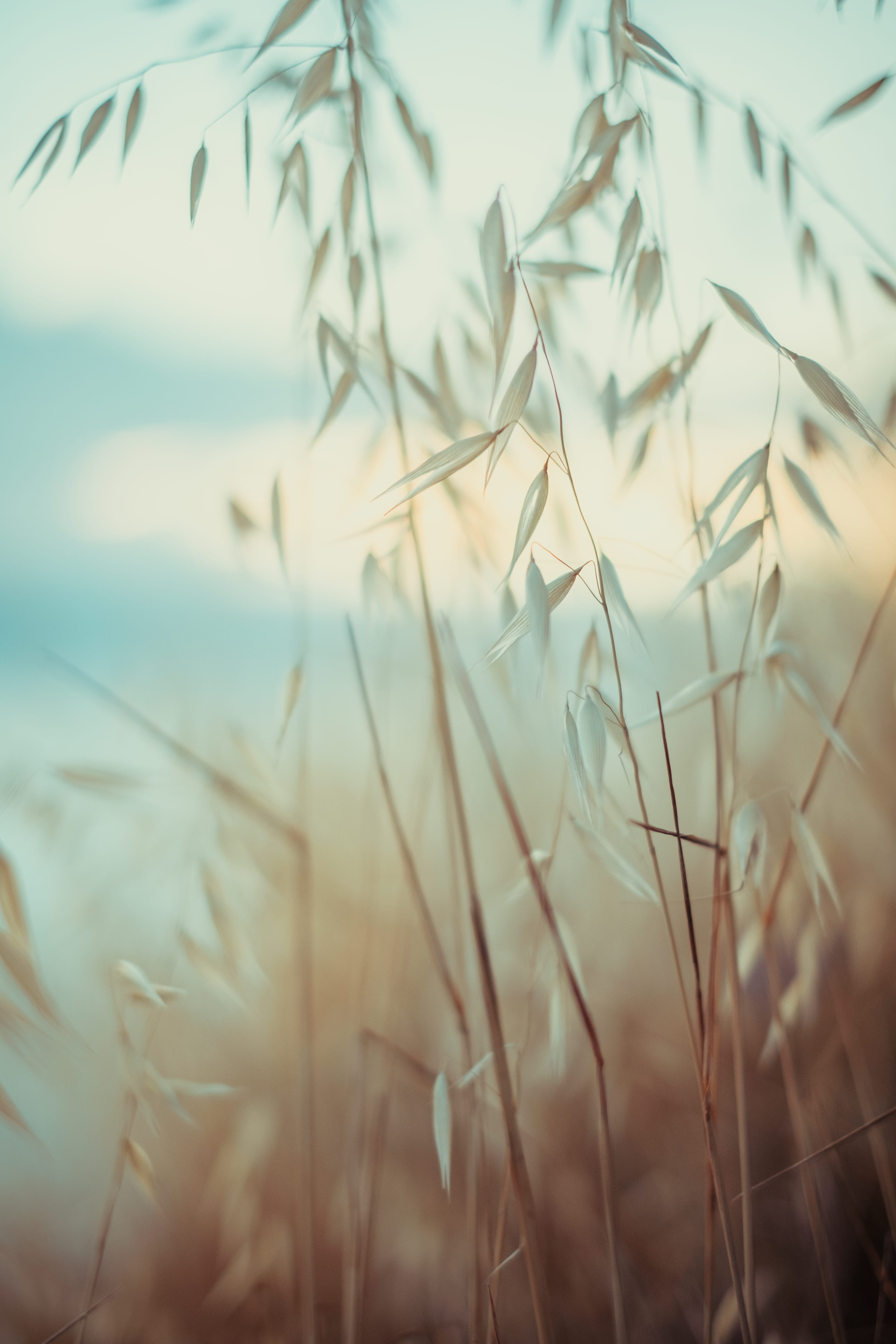 field, yellow, nature, vertical, agriculture, colorful, growth, stalk, landscape, selective focus, grass, rural scene, fragility, beauty in nature, no people, Phone HD Wallpaper