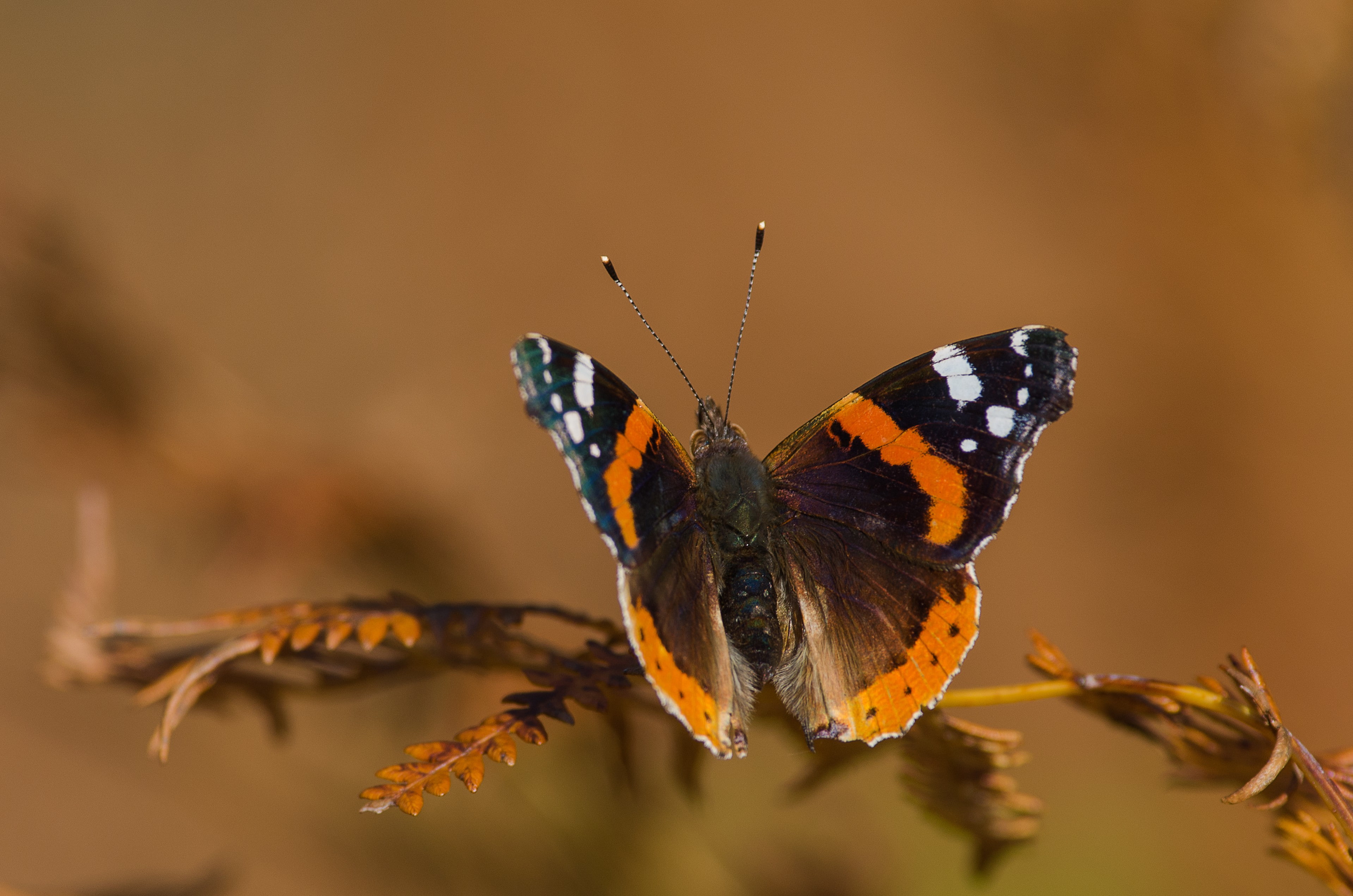 2K, butterfly, black, bokeh, wings, brown, moth, stalk, antennae, HD Wallpaper