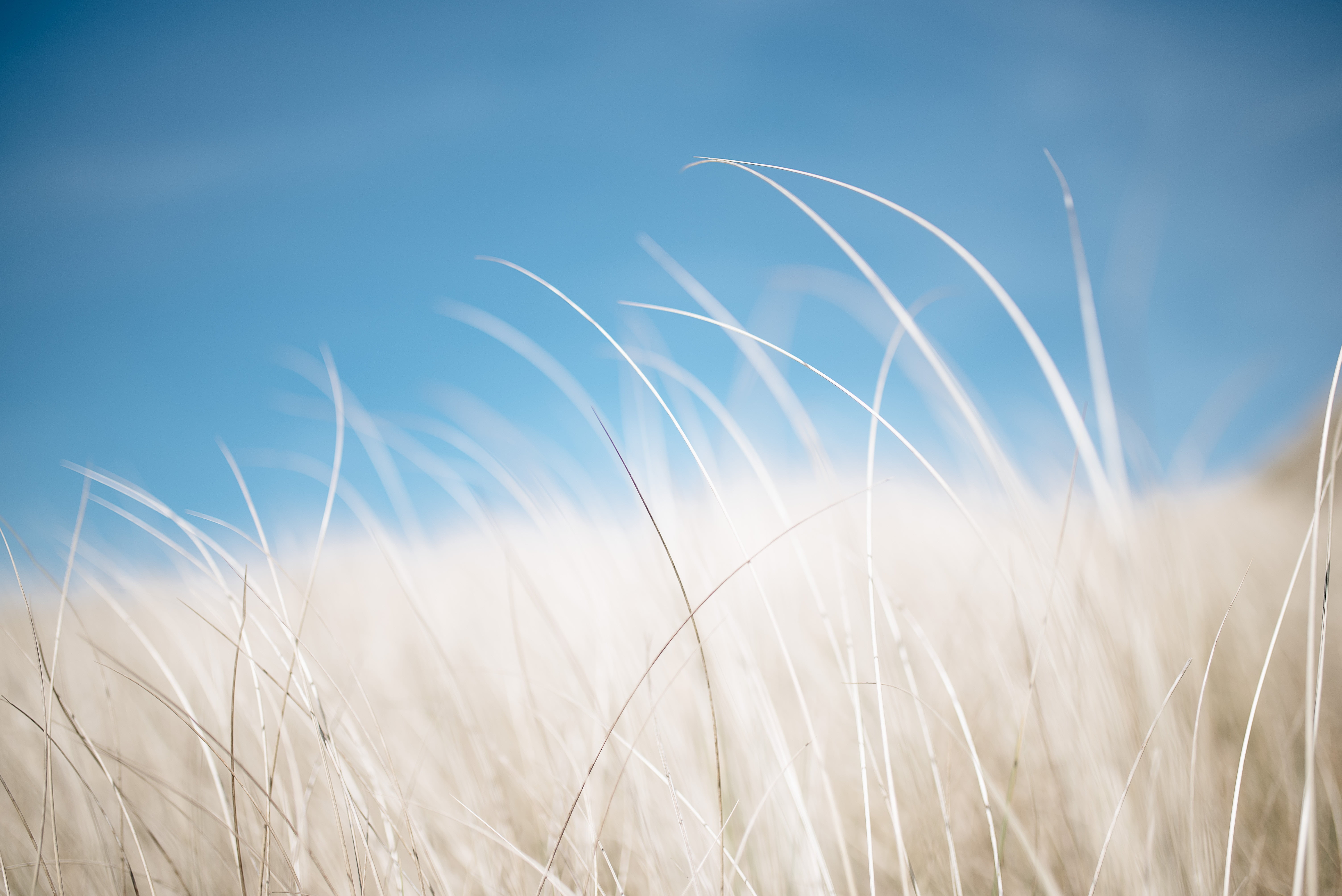 outdoors, crop, field, no people, plant, cloud - sky, growth, land, nature, blue, stalk, day, sky, tranquility, landscape, grass, beauty in nature, cyan, HD Wallpaper